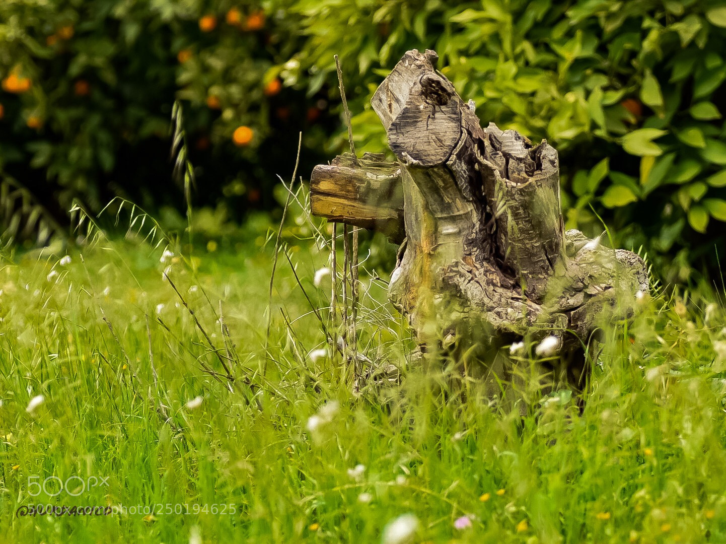 Nikon D5300 sample photo. Green around photography
