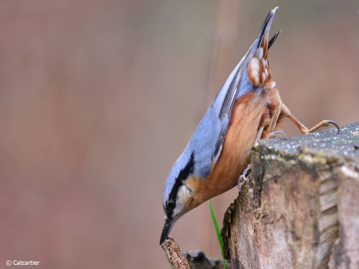 Nikon D7100 + Nikon Nikkor AF-S 300mm F4E PF ED VR sample photo. Sittelle-torchepot photography