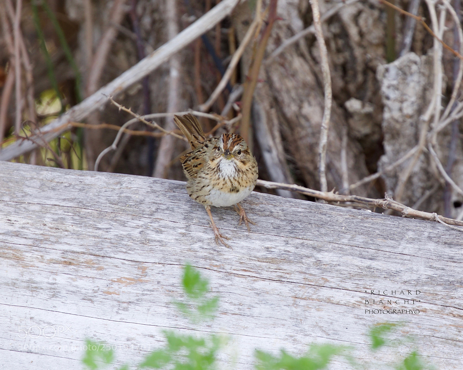 Canon EOS 5D Mark IV sample photo. Lincoln's sparrow photography
