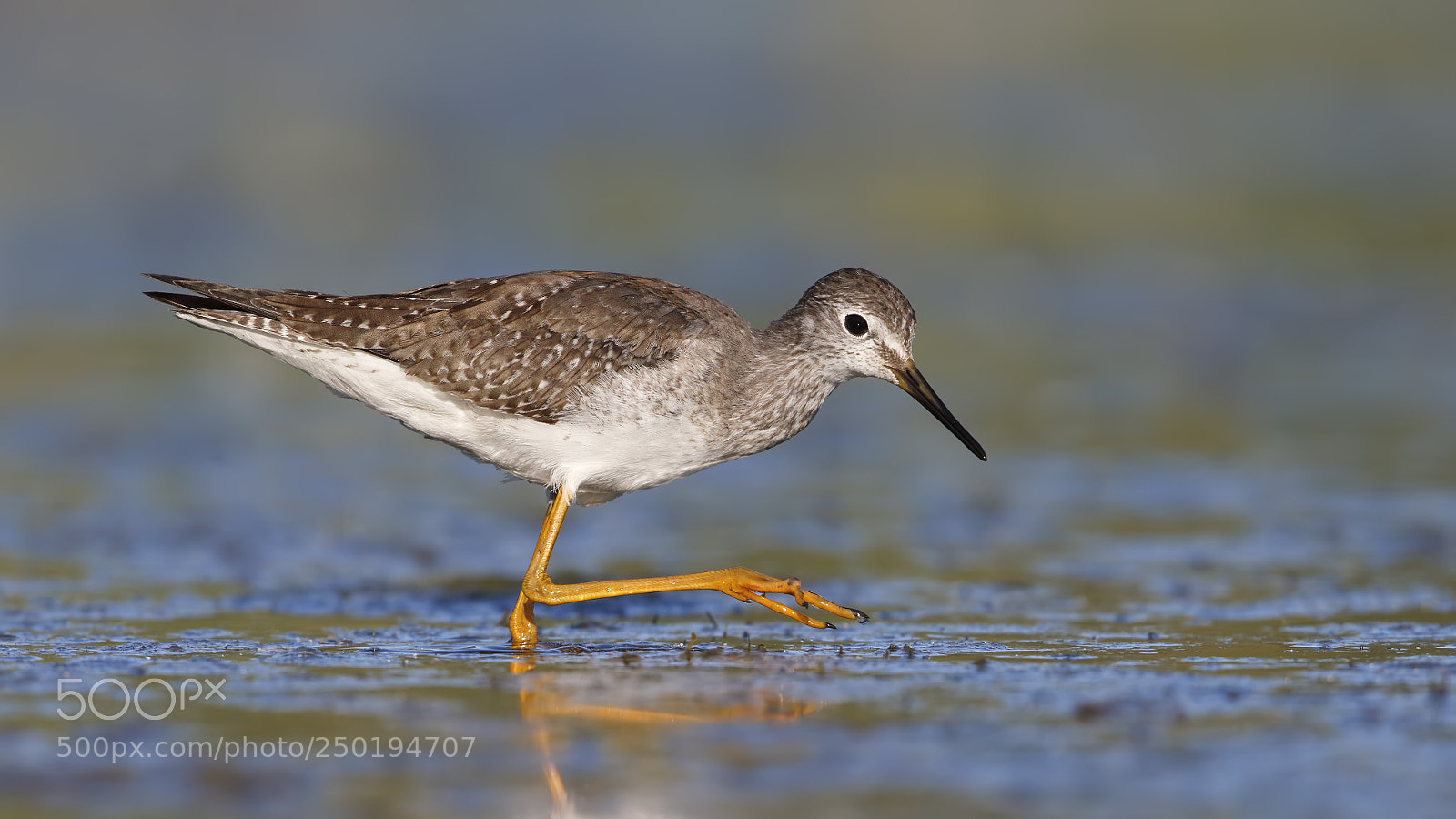 Canon EOS-1D X sample photo. Lesser yellowlegs photography