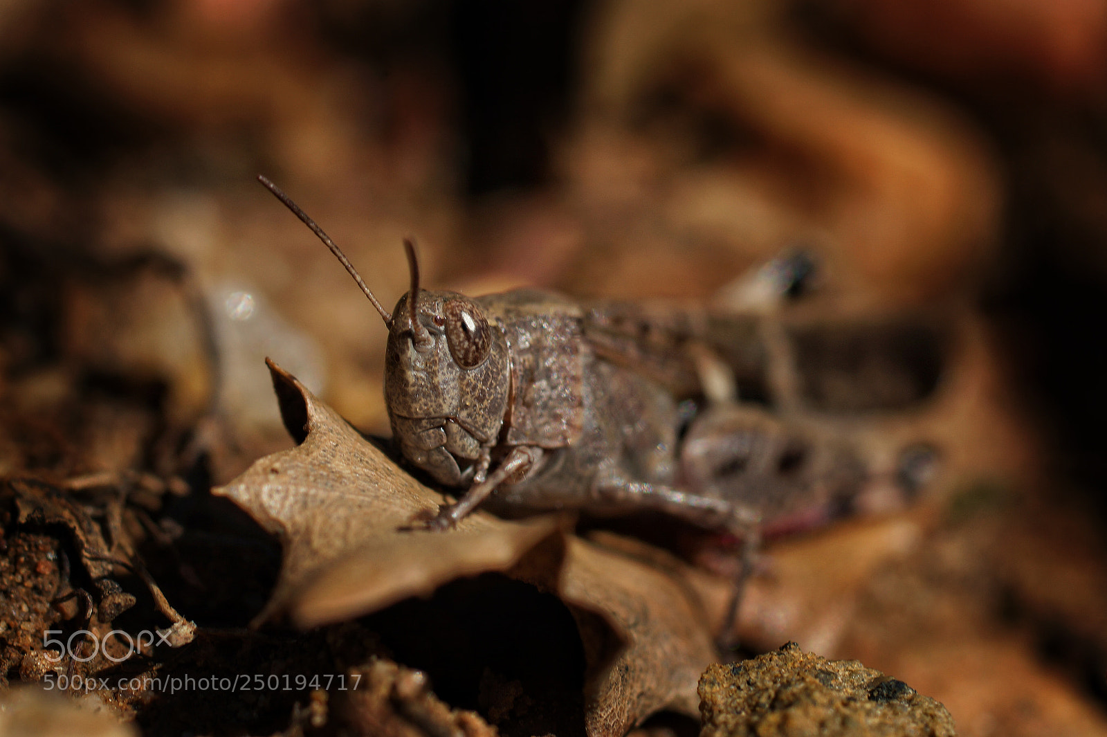 Sony SLT-A58 sample photo. Saltamontes photography