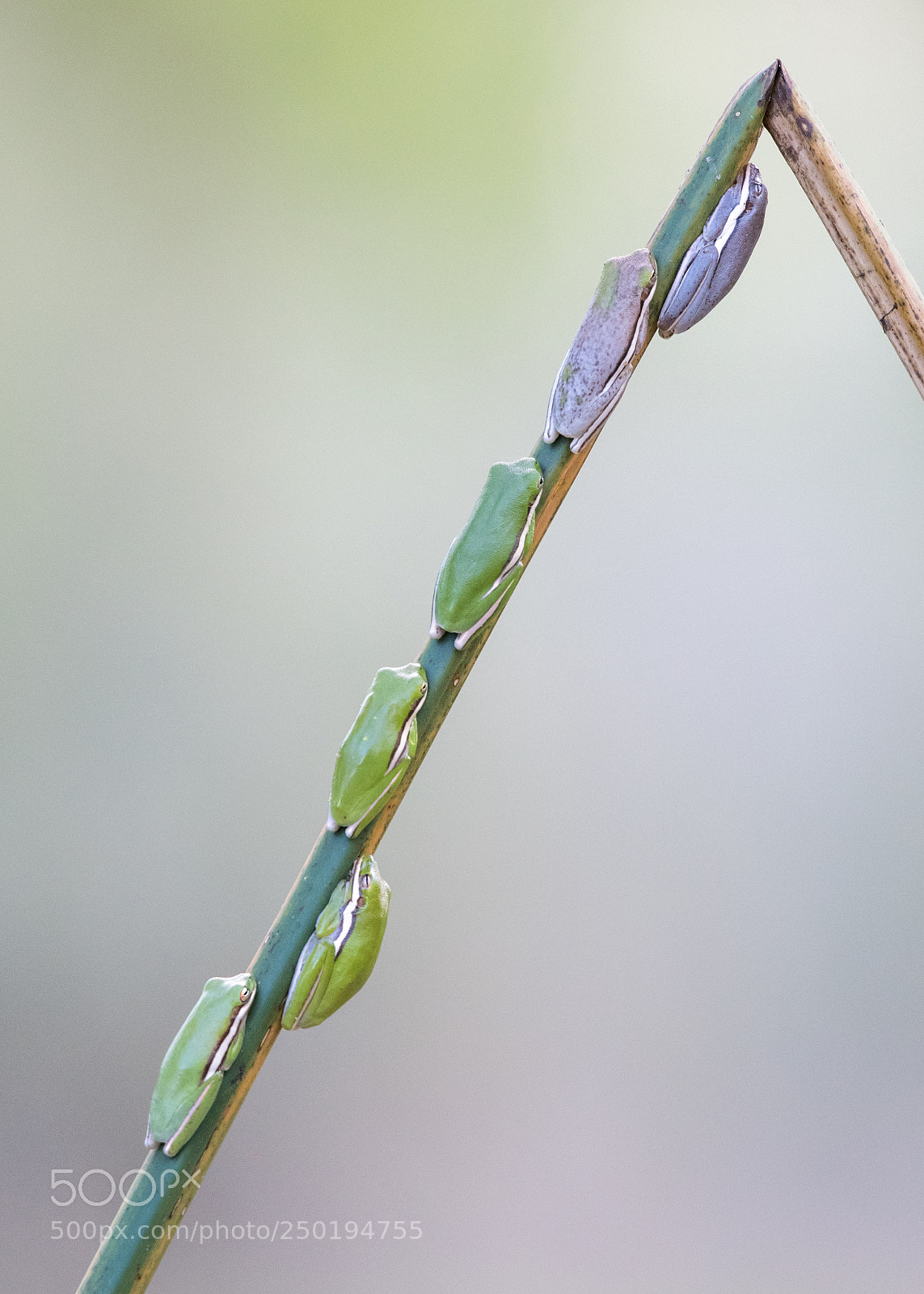 Nikon D850 sample photo. Green tree frogs photography