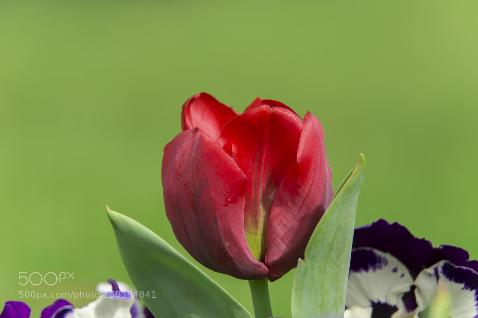 Sony a6000 sample photo. Red tulip photography