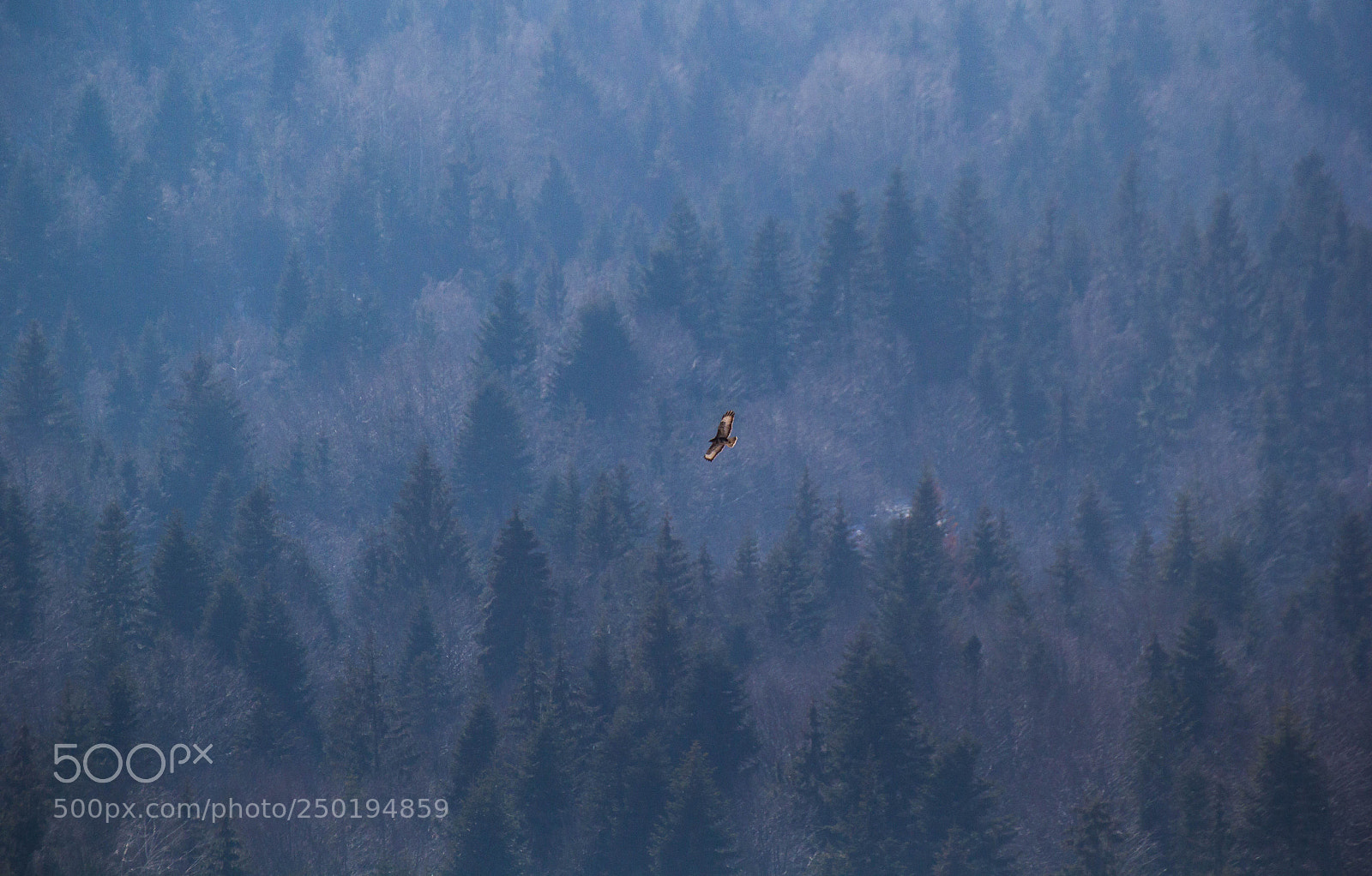 Canon EOS 60D sample photo. Common buzzard landscape photography