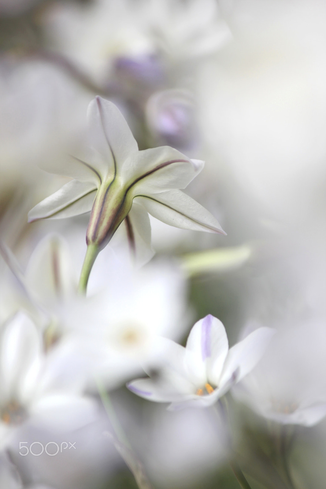 Canon EF-S 55-250mm F4-5.6 IS II sample photo. In the dream photography