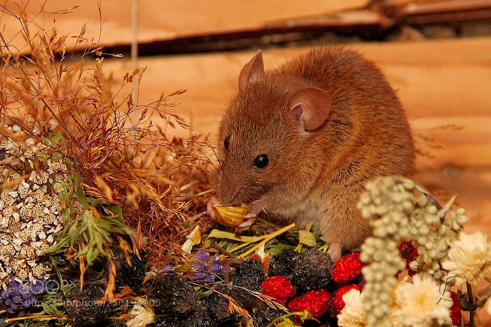 Canon EOS 7D sample photo. Mouse at breakfast photography