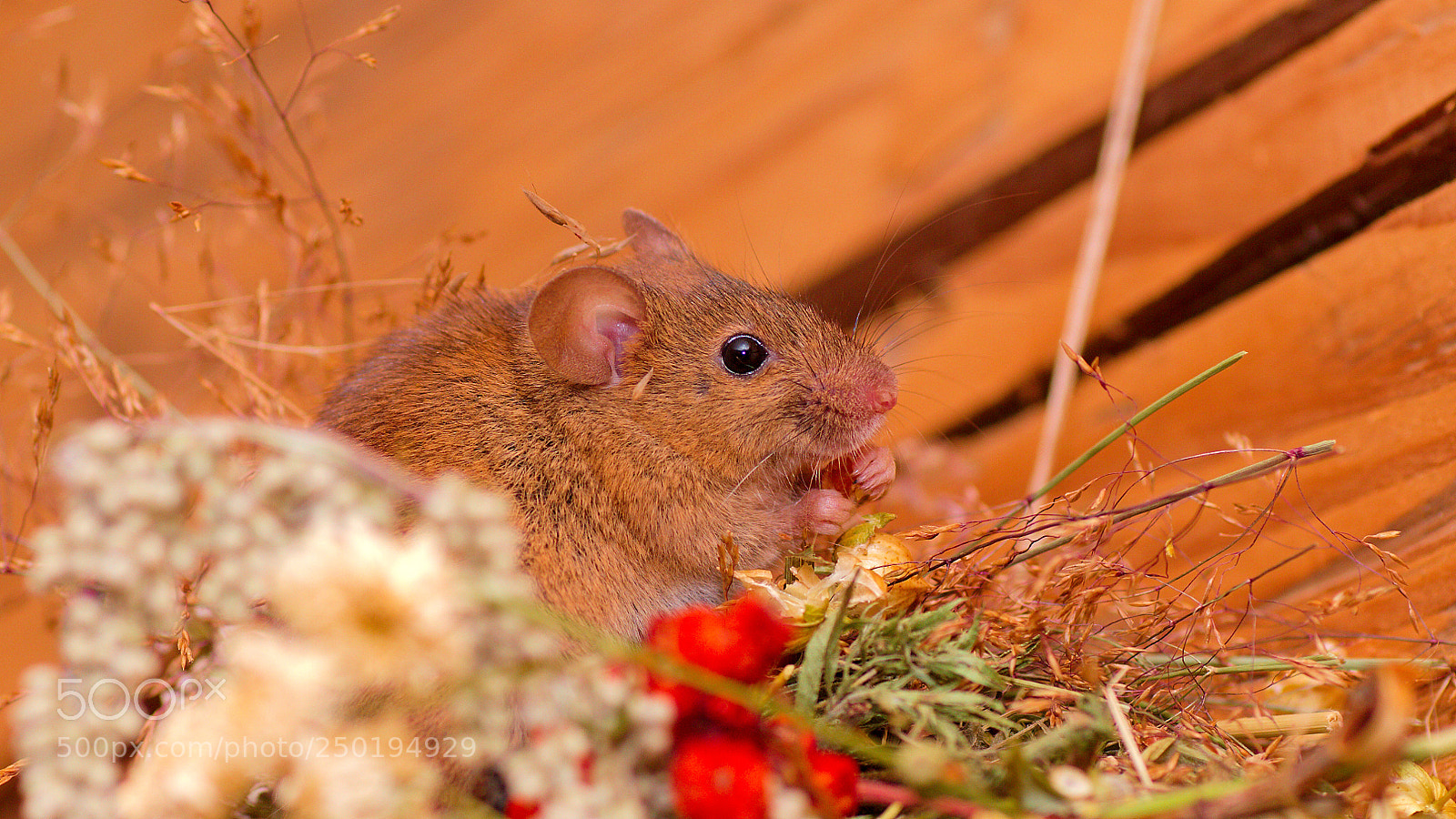 Canon EOS 7D sample photo. Mouse at breakfast photography