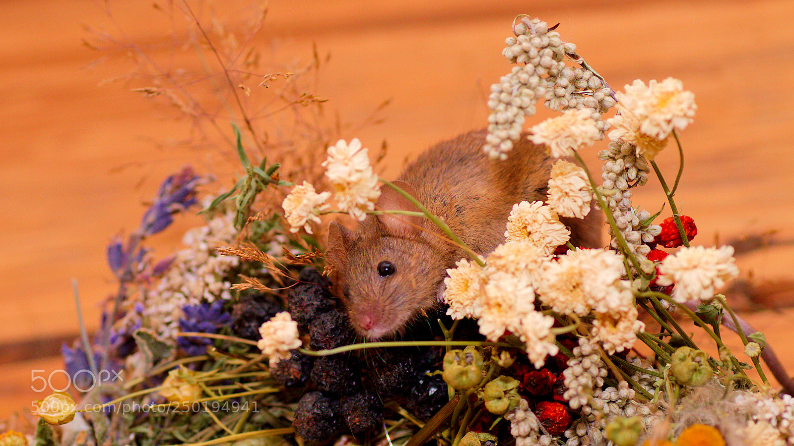 Canon EOS 7D sample photo. Mouse at breakfast photography