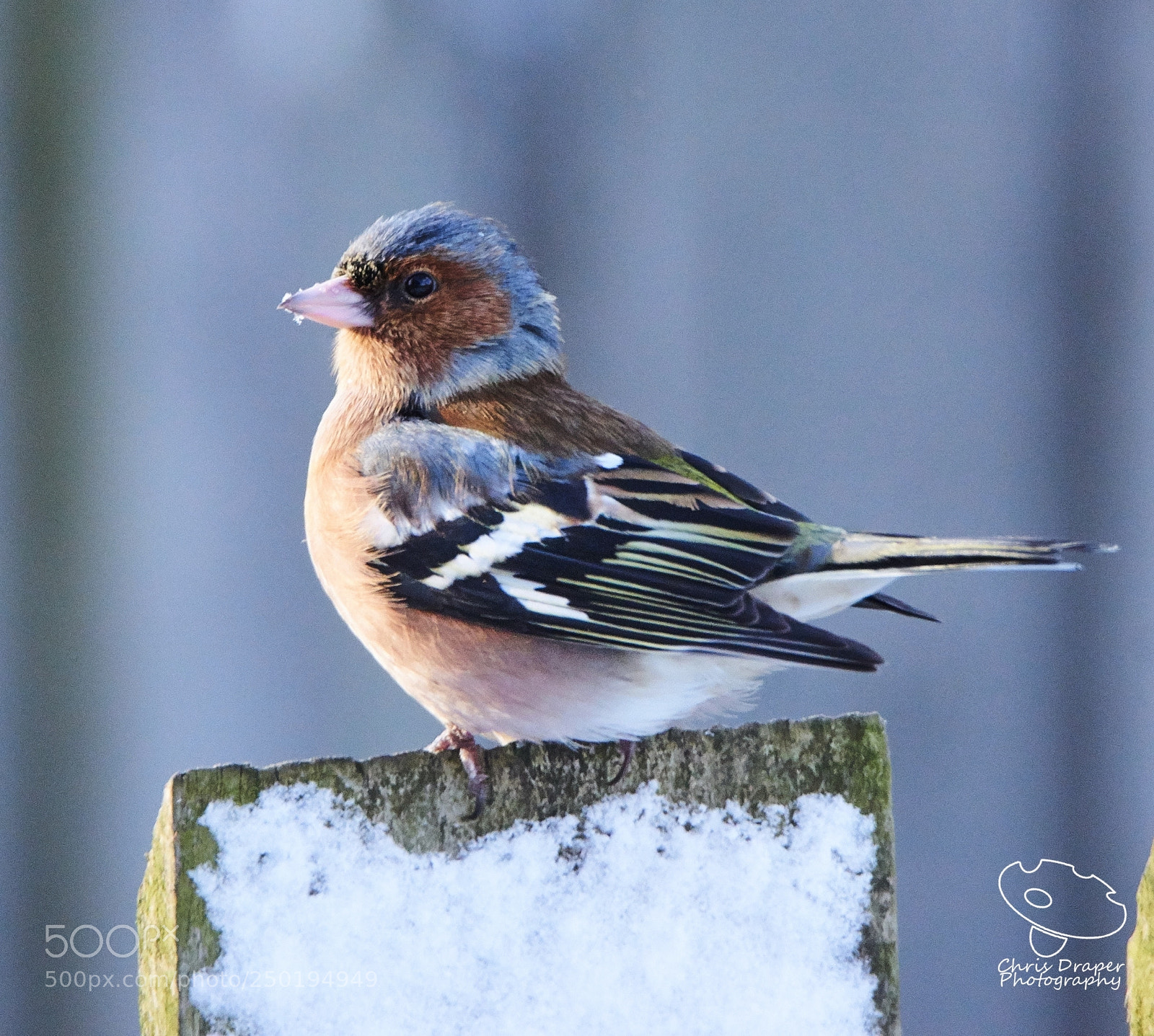 Sony ILCA-77M2 sample photo. Snowy chaffinch photography