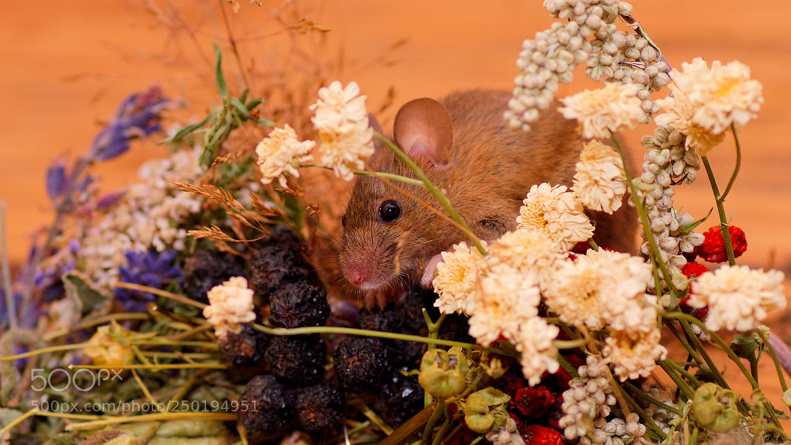 Canon EOS 7D sample photo. Mouse at breakfast photography