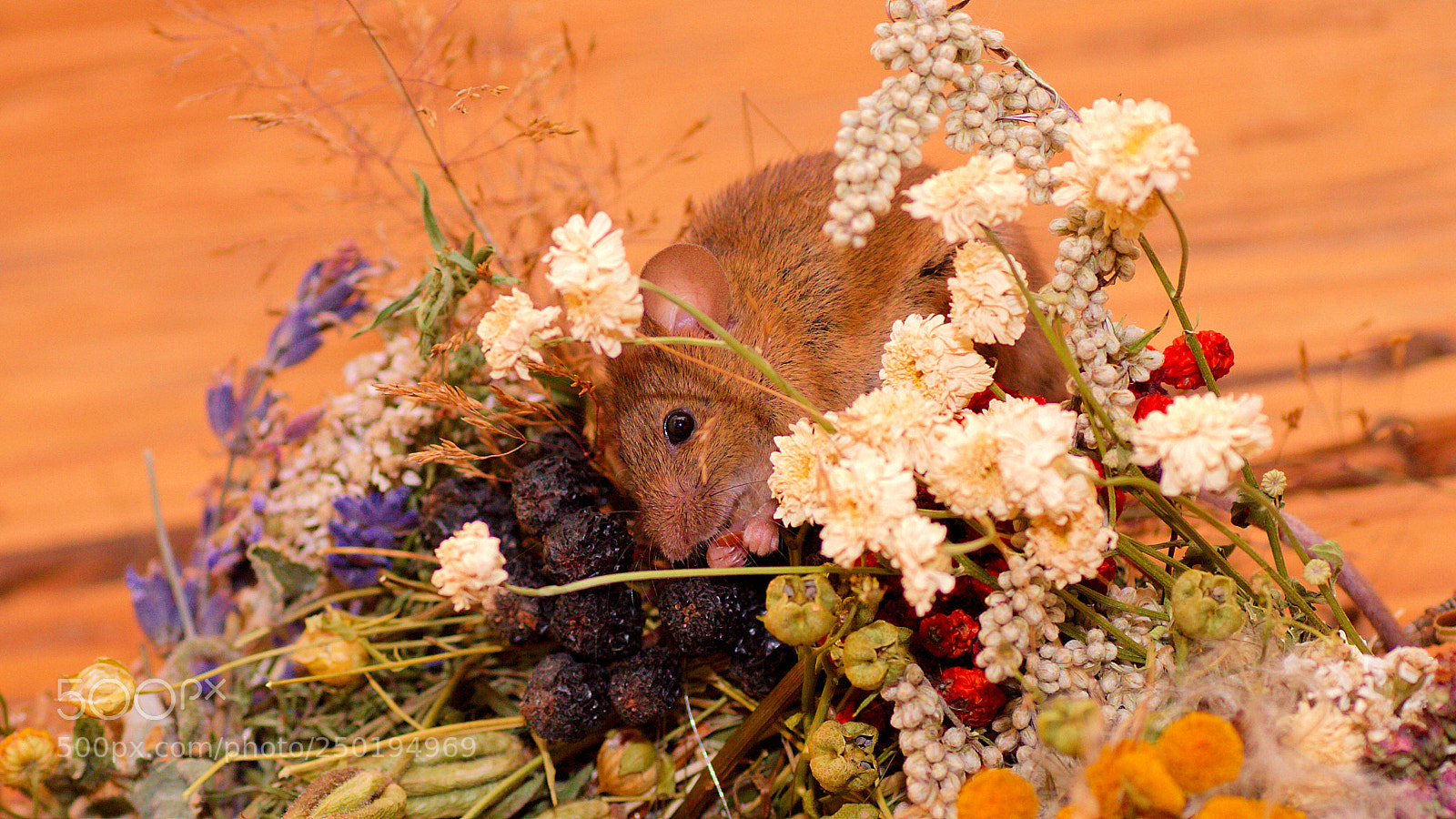 Canon EOS 7D sample photo. Mouse at breakfast photography