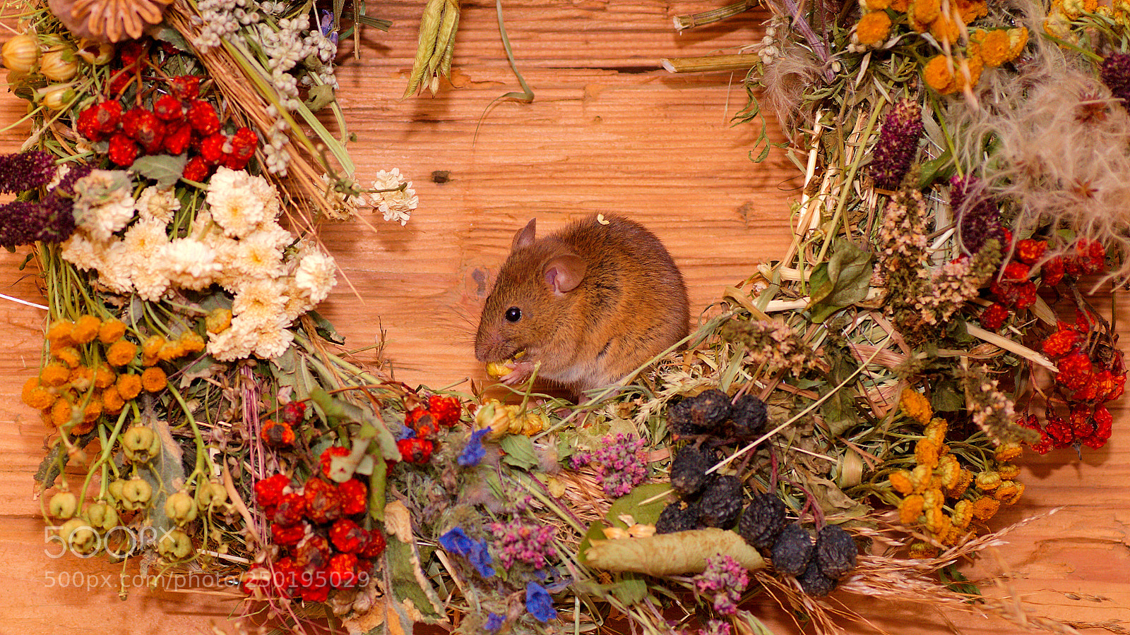 Canon EOS 7D sample photo. Mouse at breakfast photography