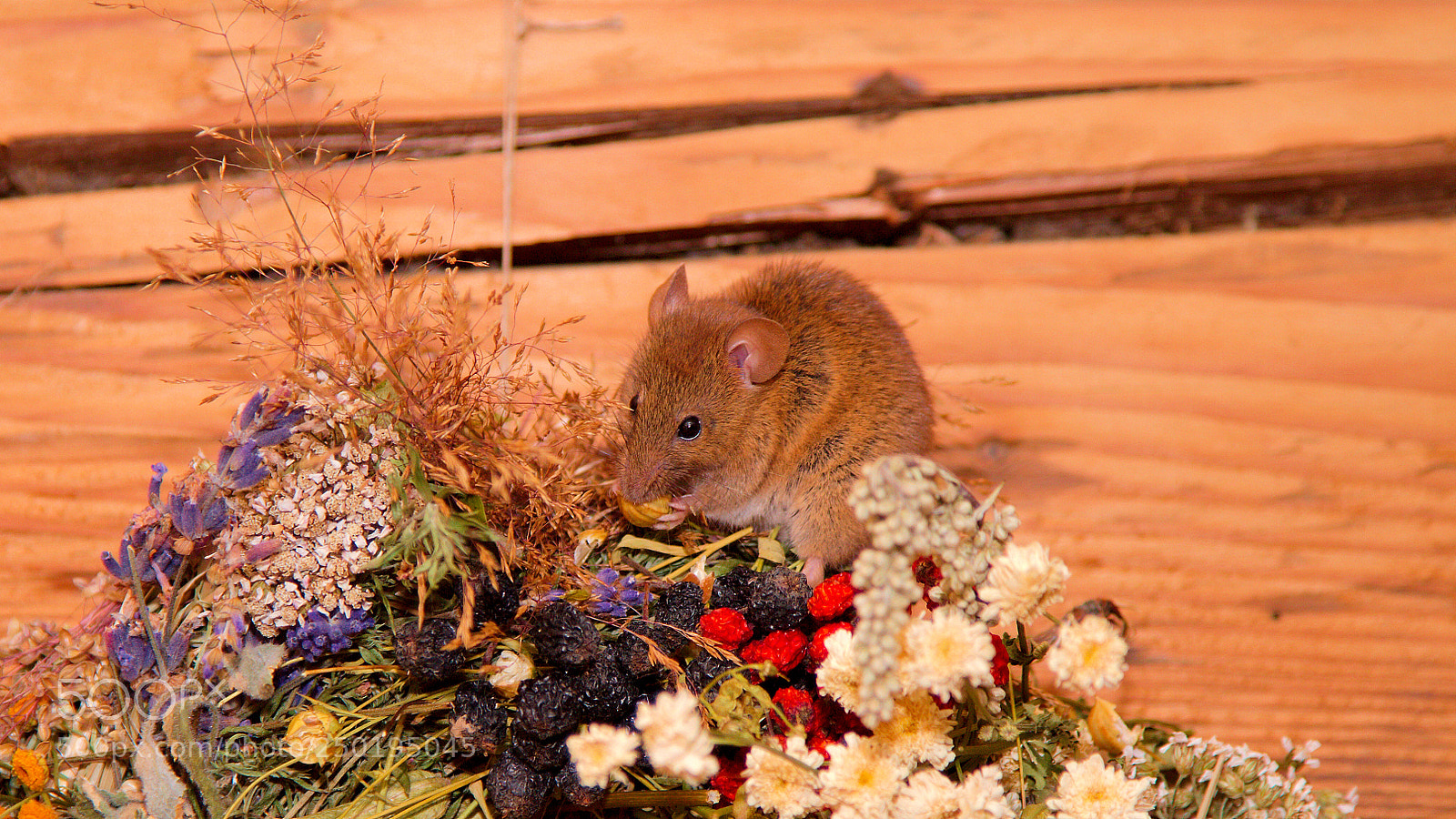 Canon EOS 7D sample photo. Mouse at breakfast photography