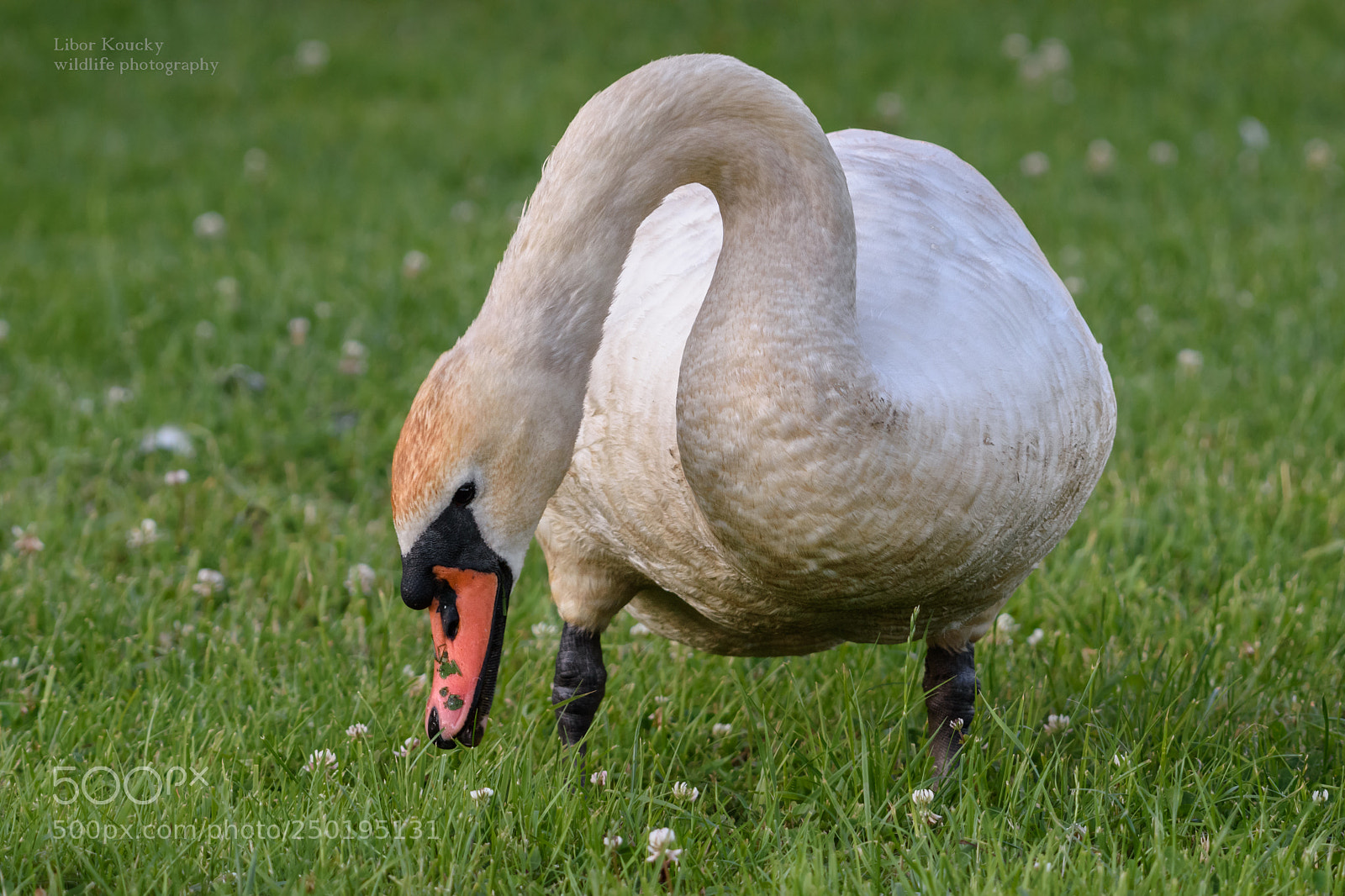 Nikon D5500 sample photo. Mute swan photography