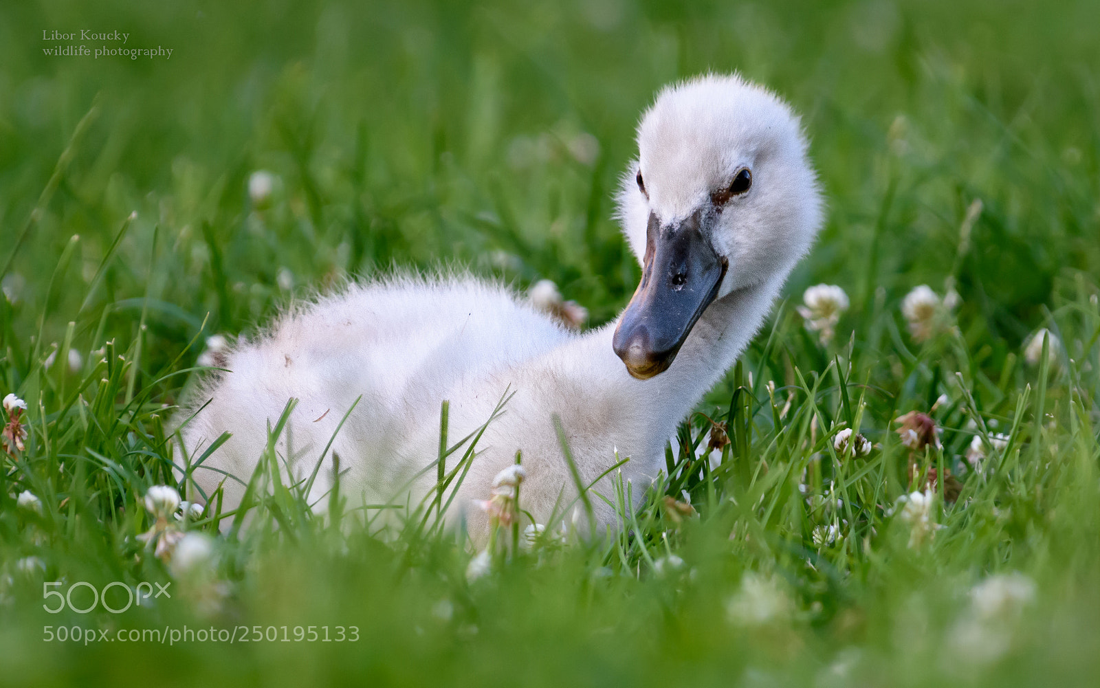 Nikon D5500 sample photo. Mute swan photography