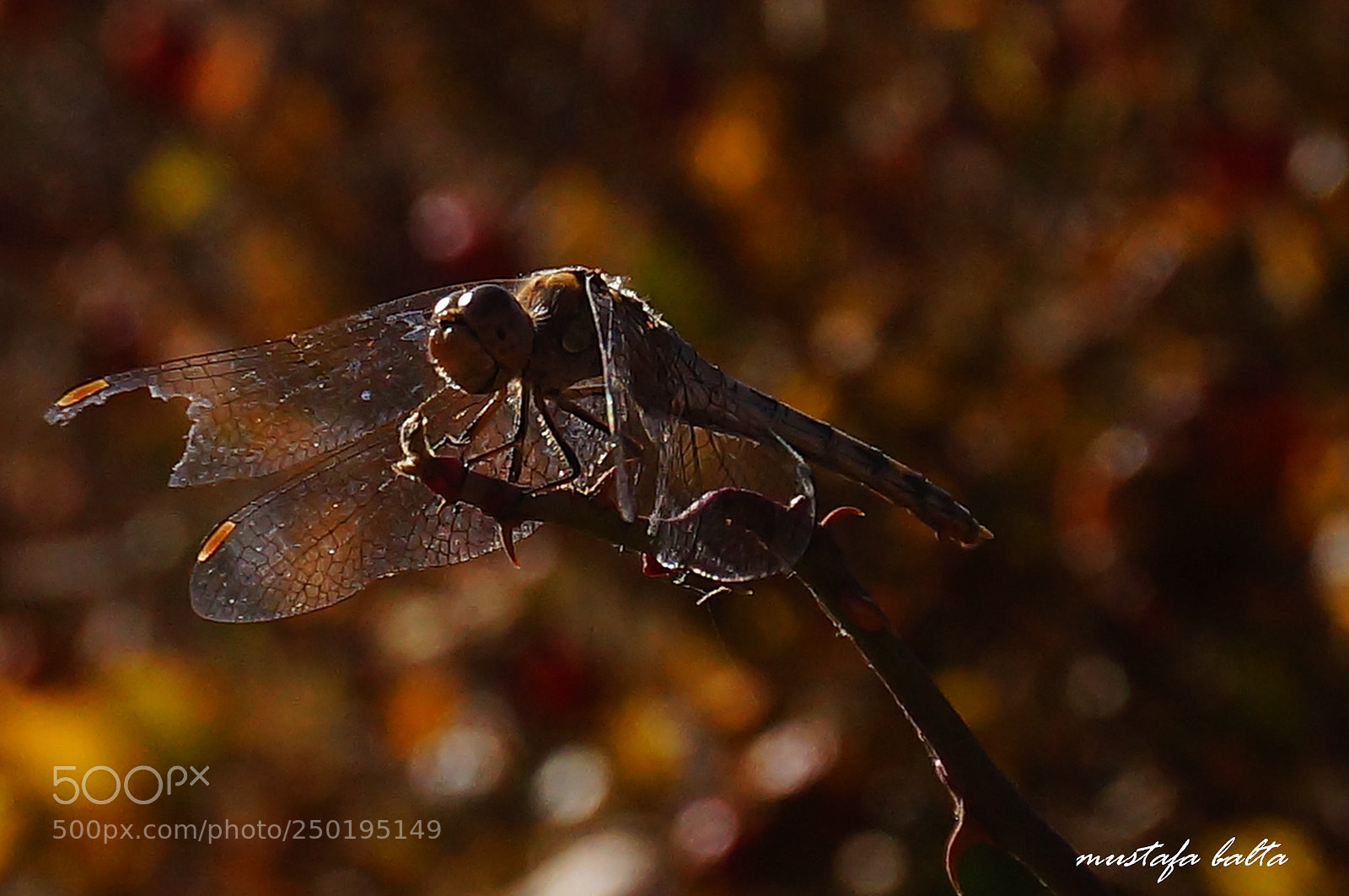 Sony Alpha NEX-6 sample photo. Minicix life " dragonfly" photography