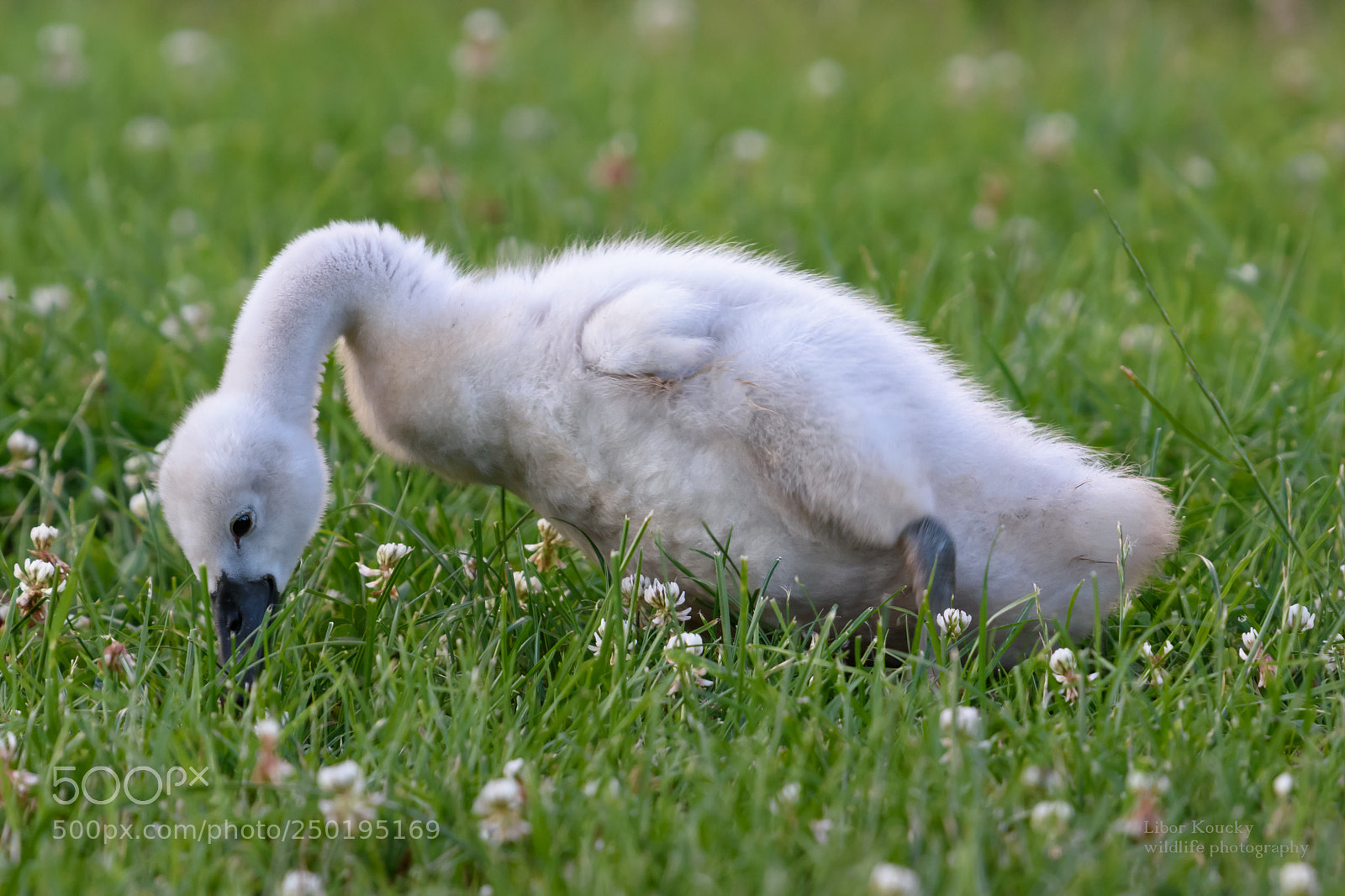 Nikon D5500 sample photo. Mute swan photography