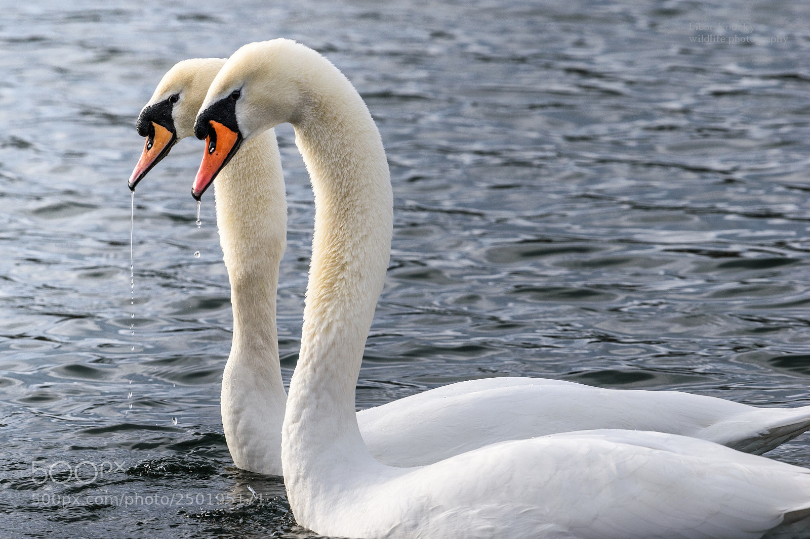 Nikon D5500 sample photo. Mute swan photography