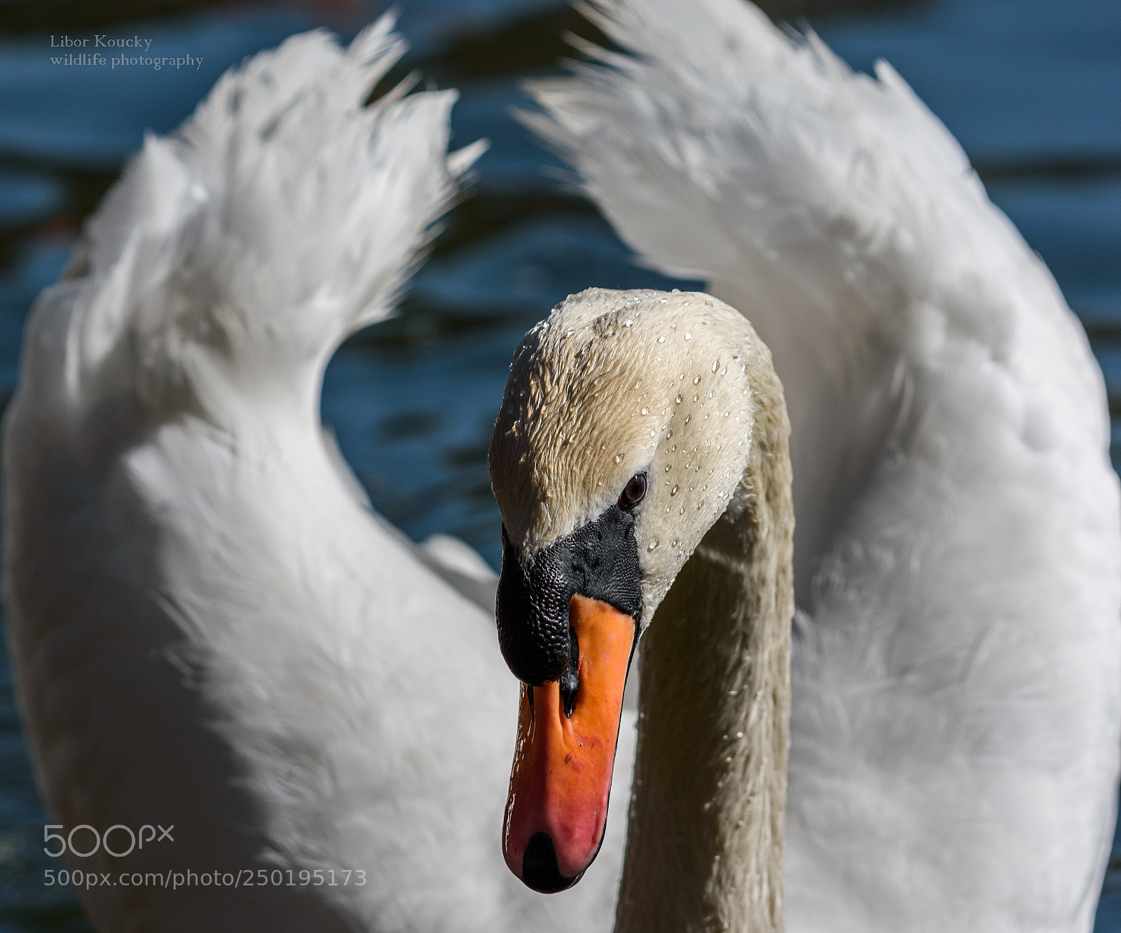 Nikon D5500 sample photo. Mute swan photography