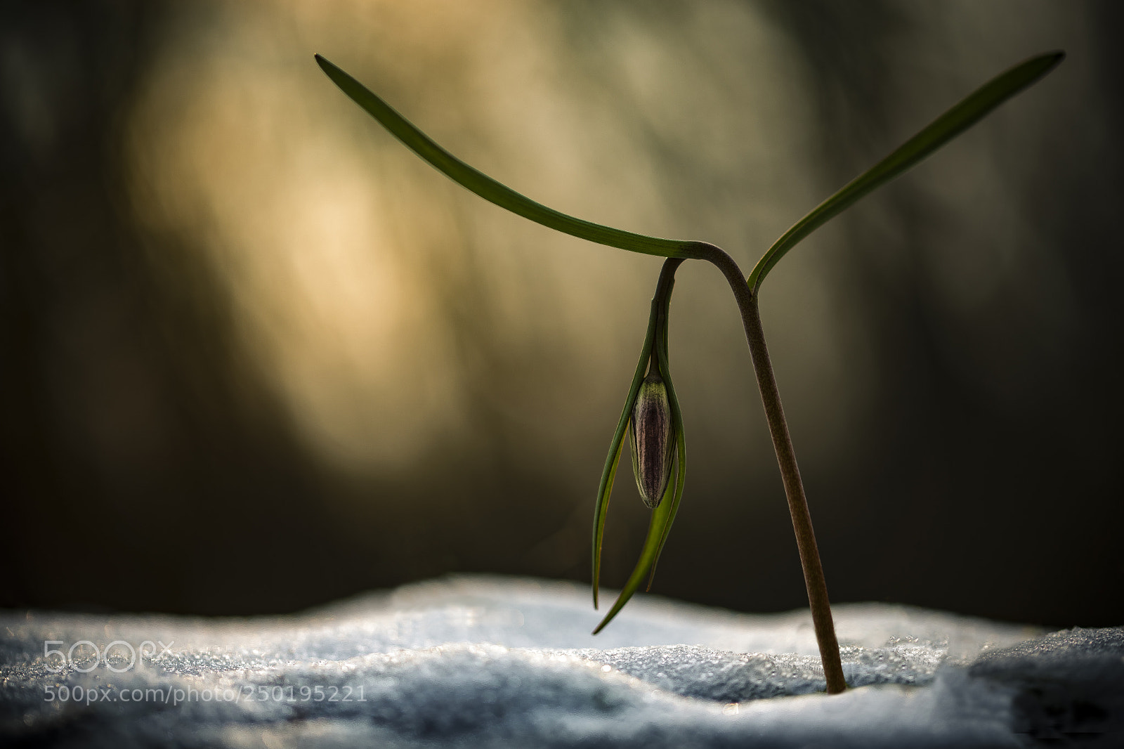 Nikon D610 sample photo. Waiting for spring photography