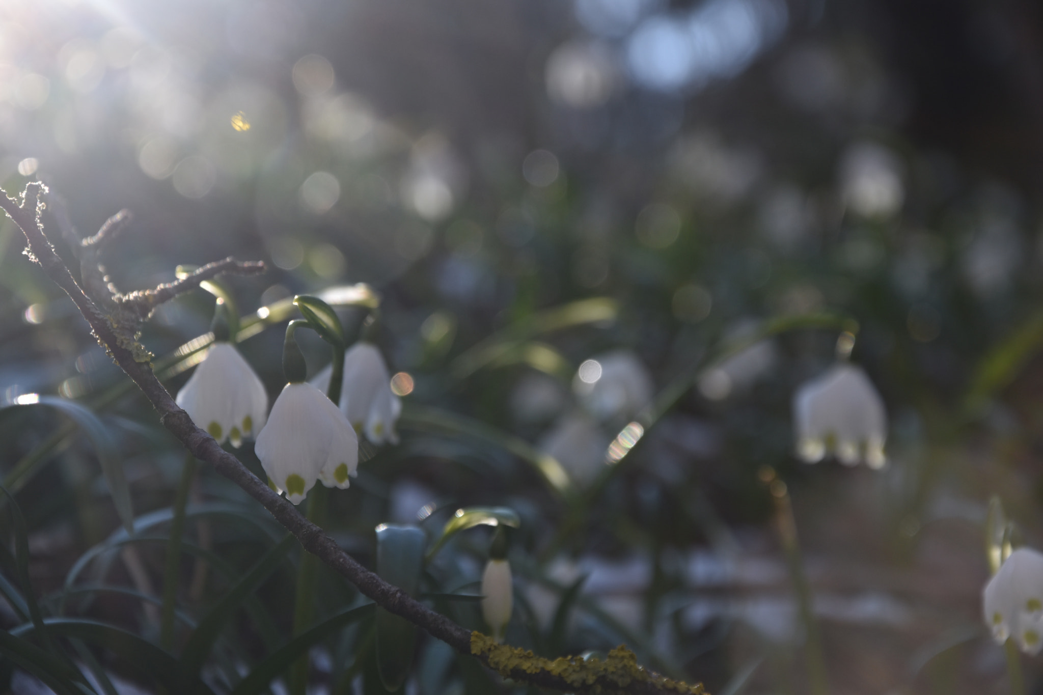 Nikon D5600 sample photo. Snowflakes photography