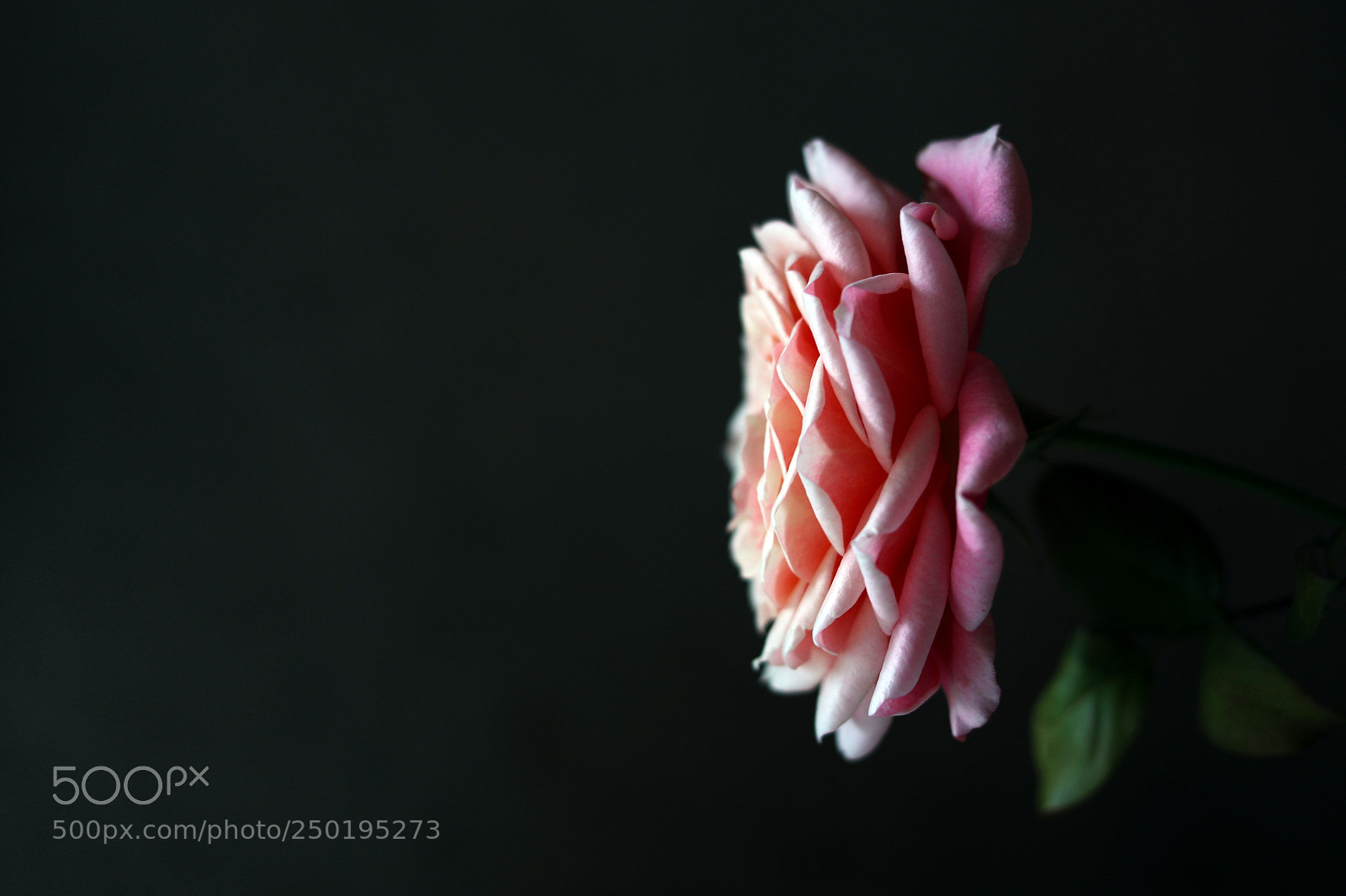 Canon EOS 5D Mark IV sample photo. Pink rose on a photography