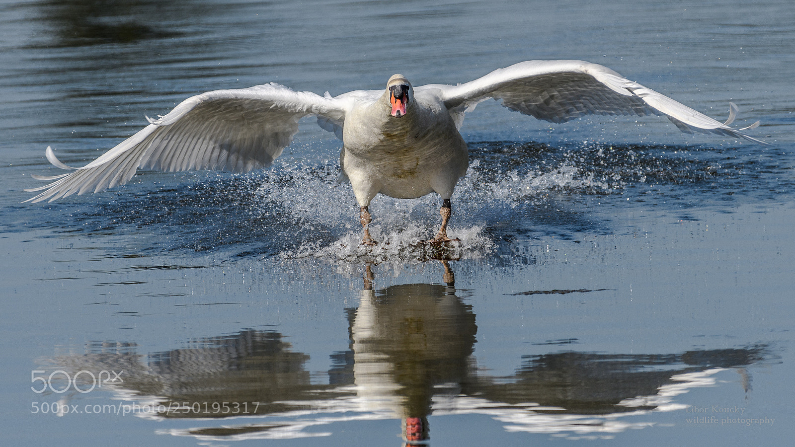 Nikon D500 sample photo. Mute swan photography