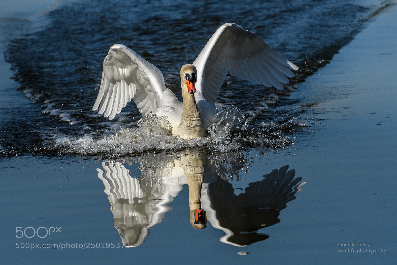 Nikon D500 sample photo. Mute swan photography