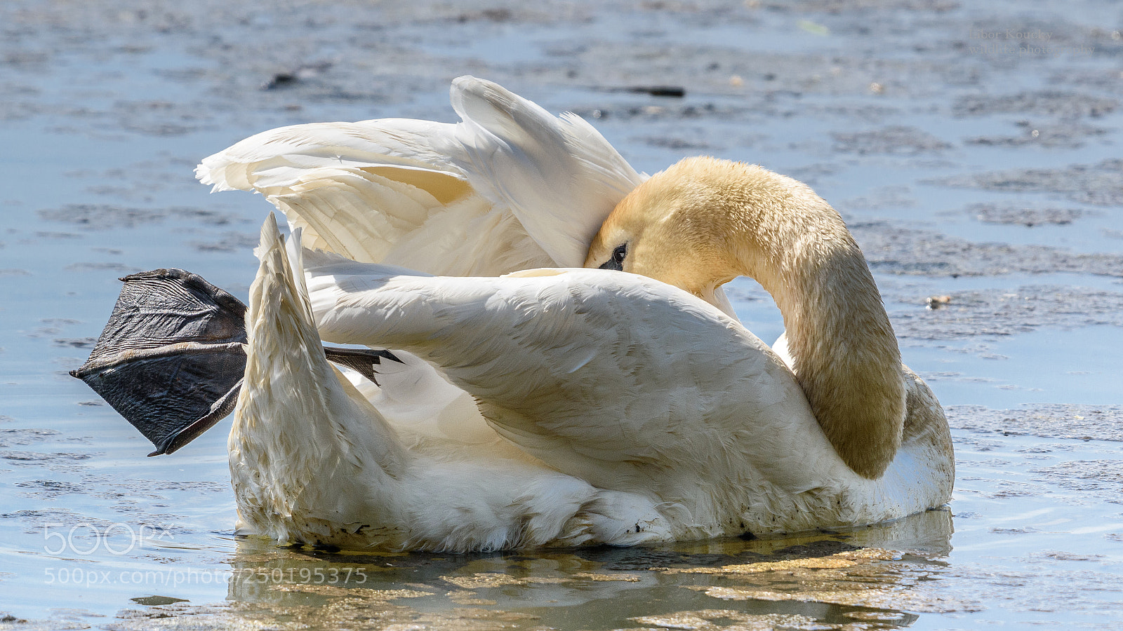 Nikon D5500 sample photo. Mute swan photography