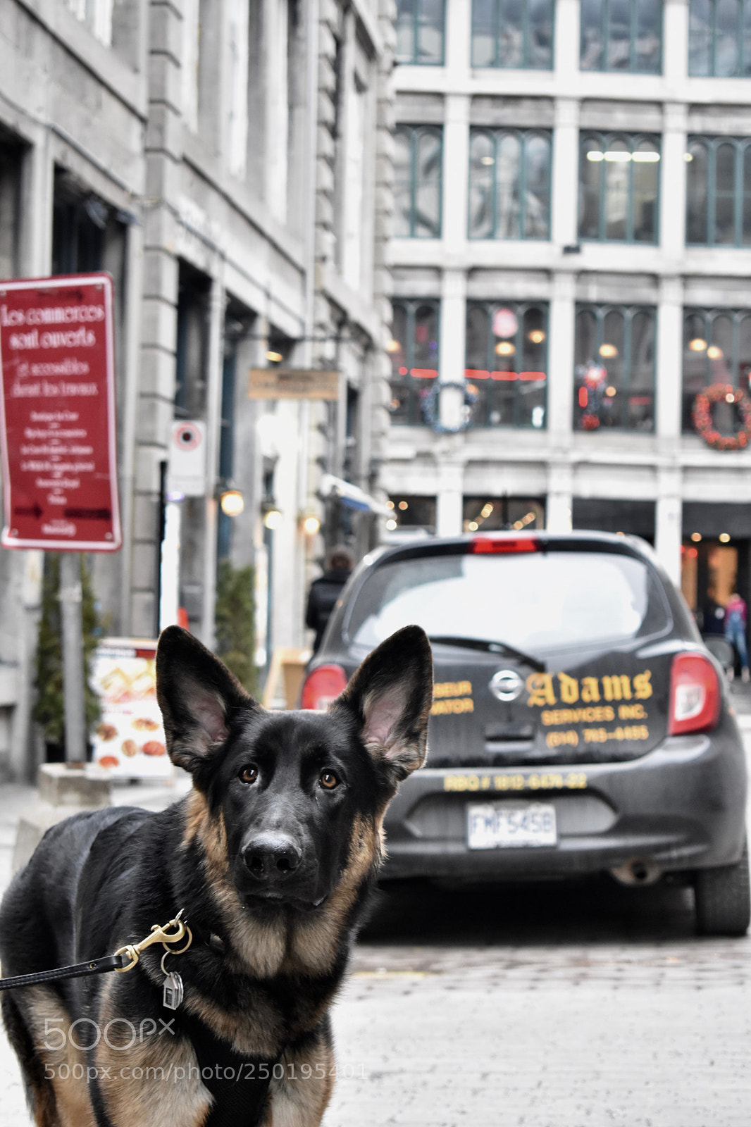 Nikon D3400 sample photo. Francophone pup! photography