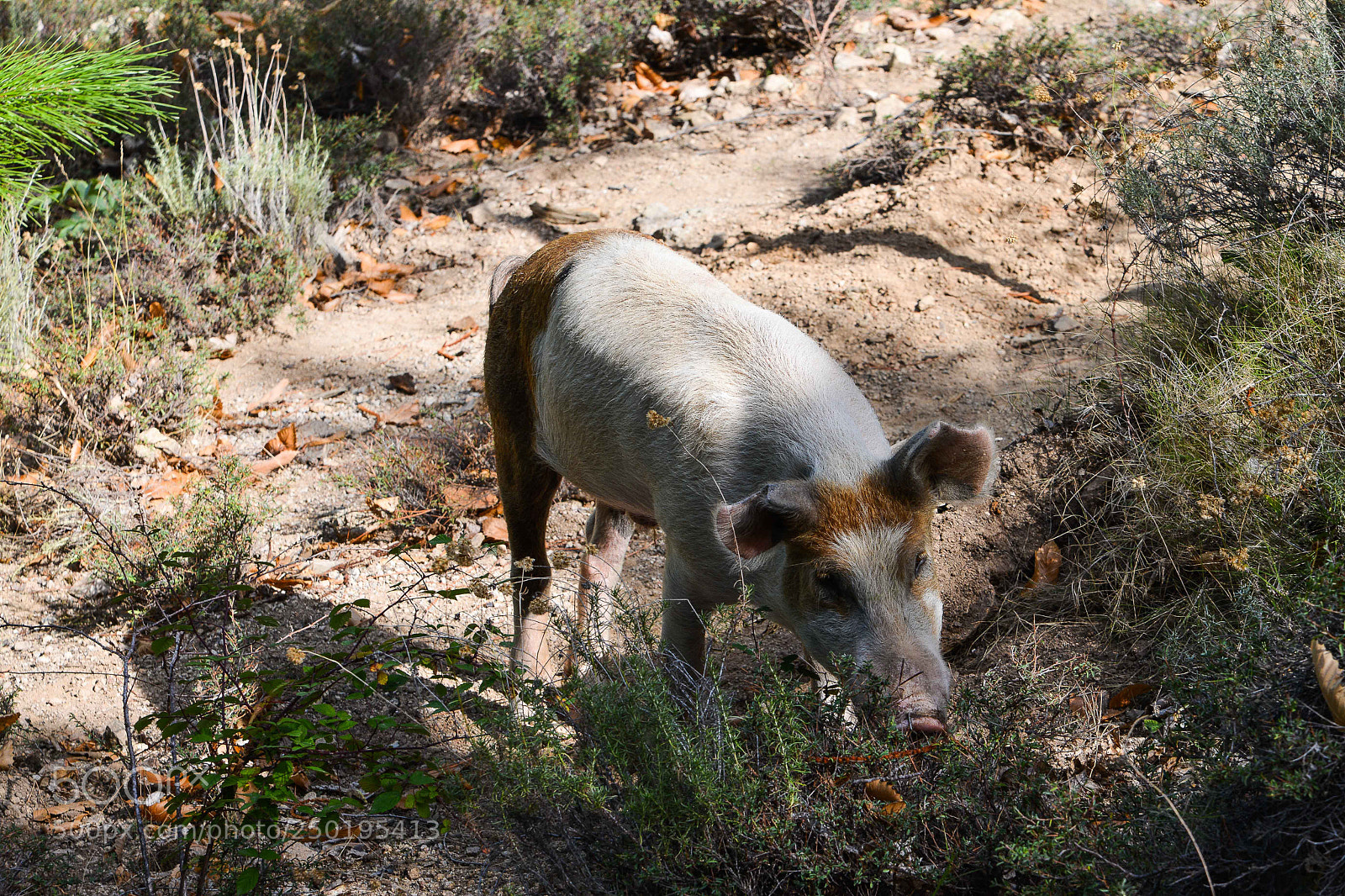 Nikon D800 sample photo. Corsica photography