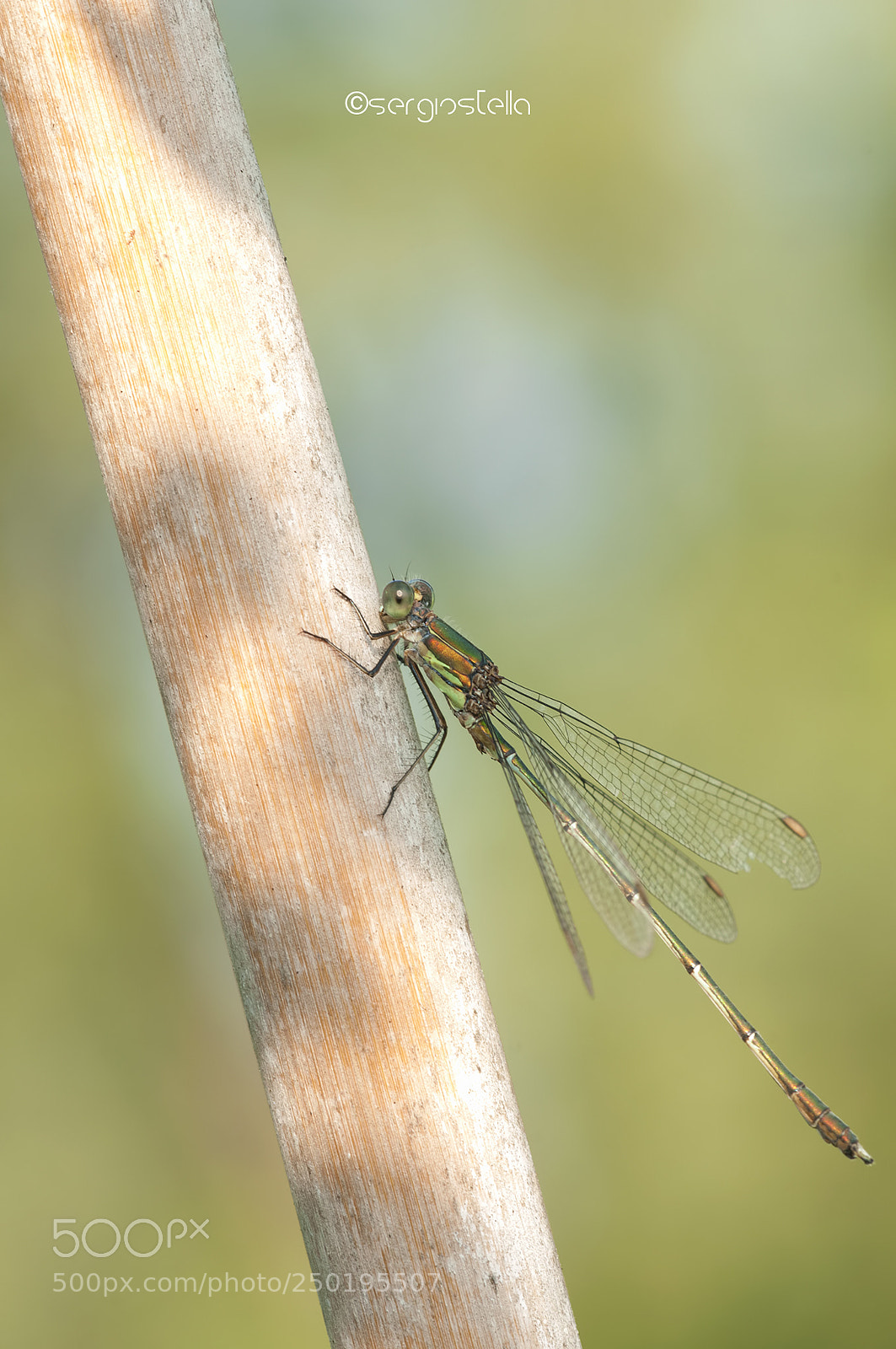 Nikon D90 sample photo. Chalcolestes viridis____ photography