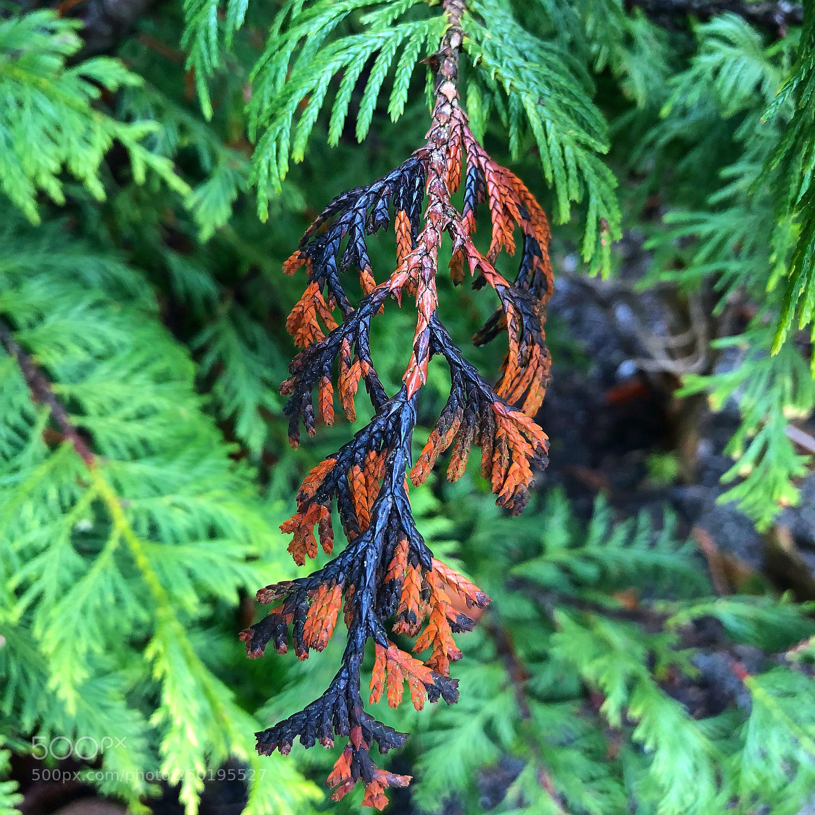 Apple iPhone 8 Plus sample photo. Beautiful colours photography