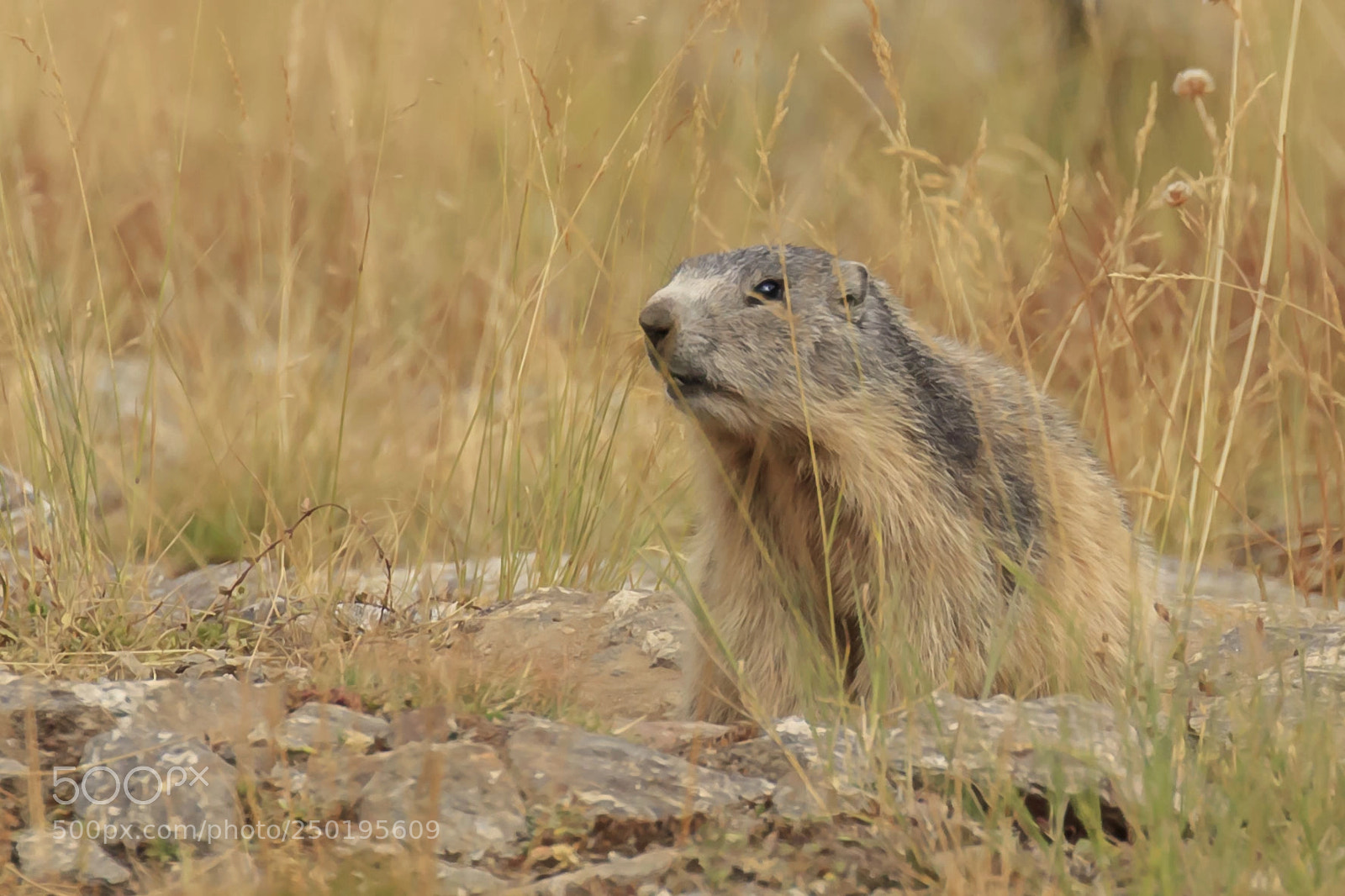 Canon EOS 5DS sample photo. Marmot photography