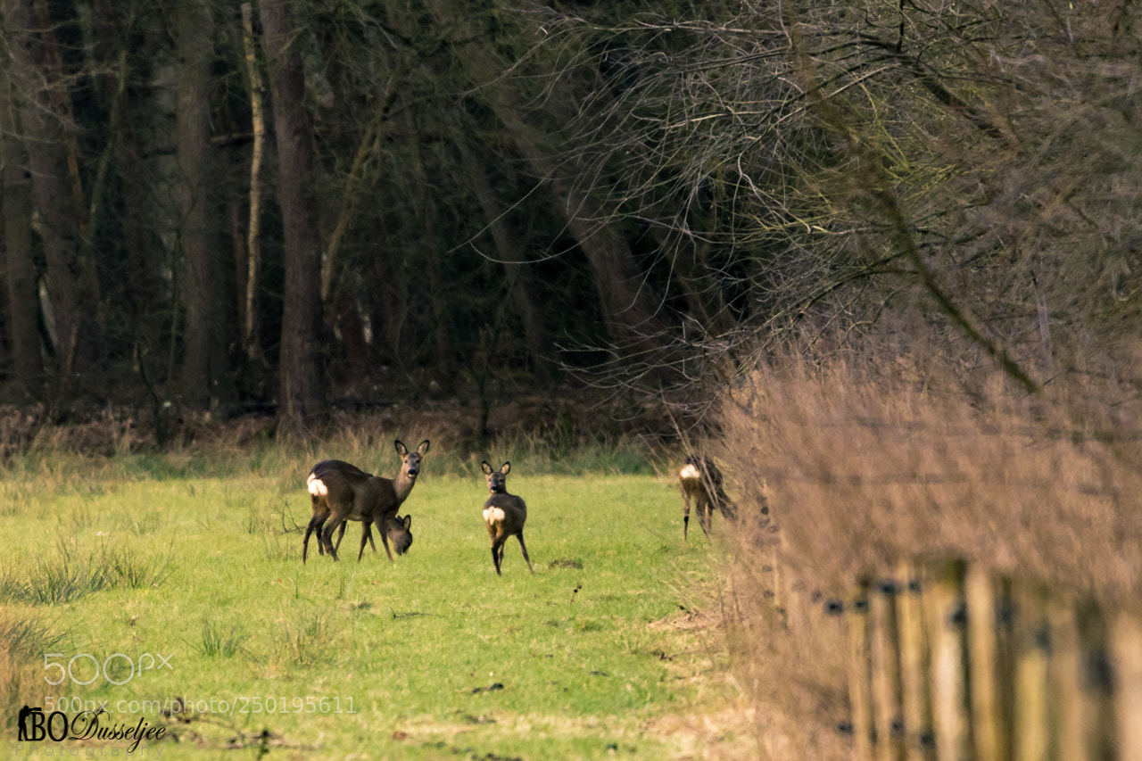 Canon EOS 80D sample photo. Deer in drenthe photography