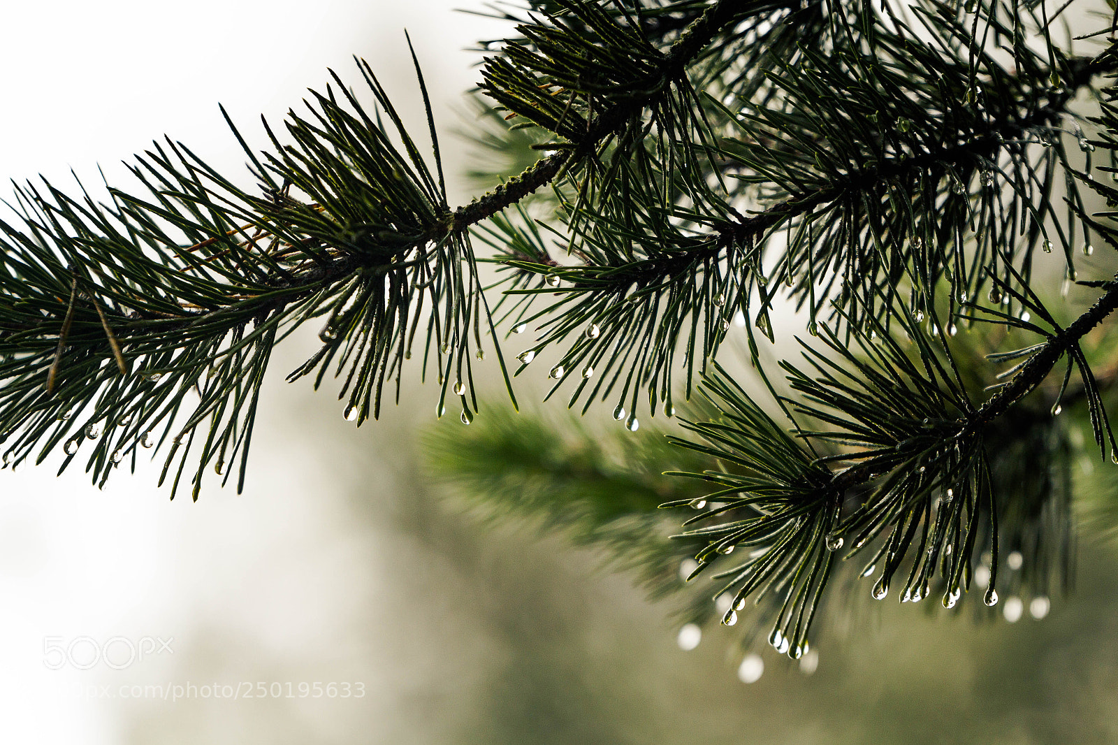 Canon EOS 7D sample photo. .waterdrops off the pine photography