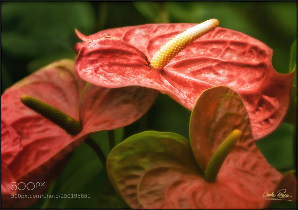Nikon D300 sample photo. Longwood1362 photography