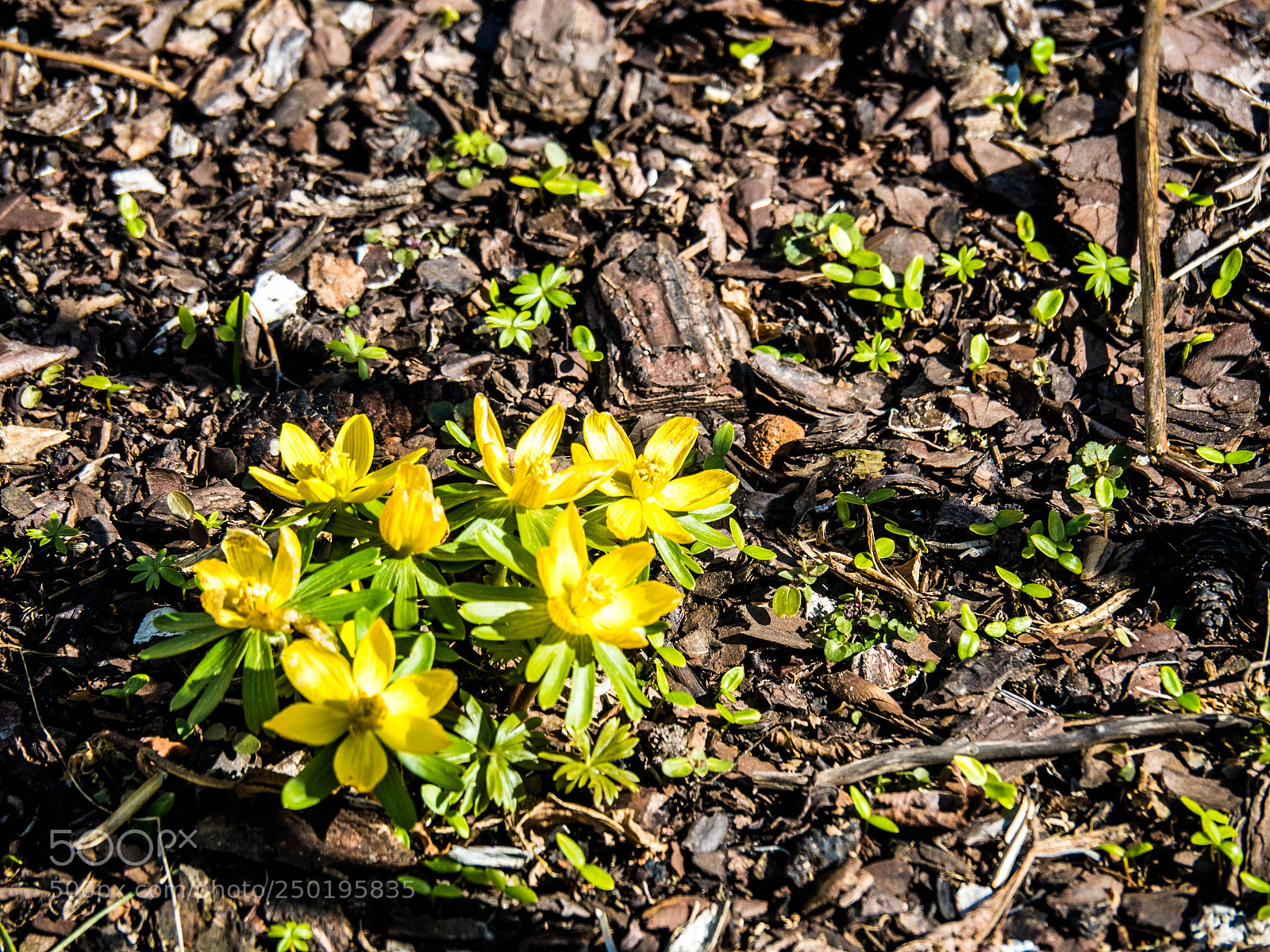 Olympus OM-D E-M5 II sample photo. Olympus digital camera photography