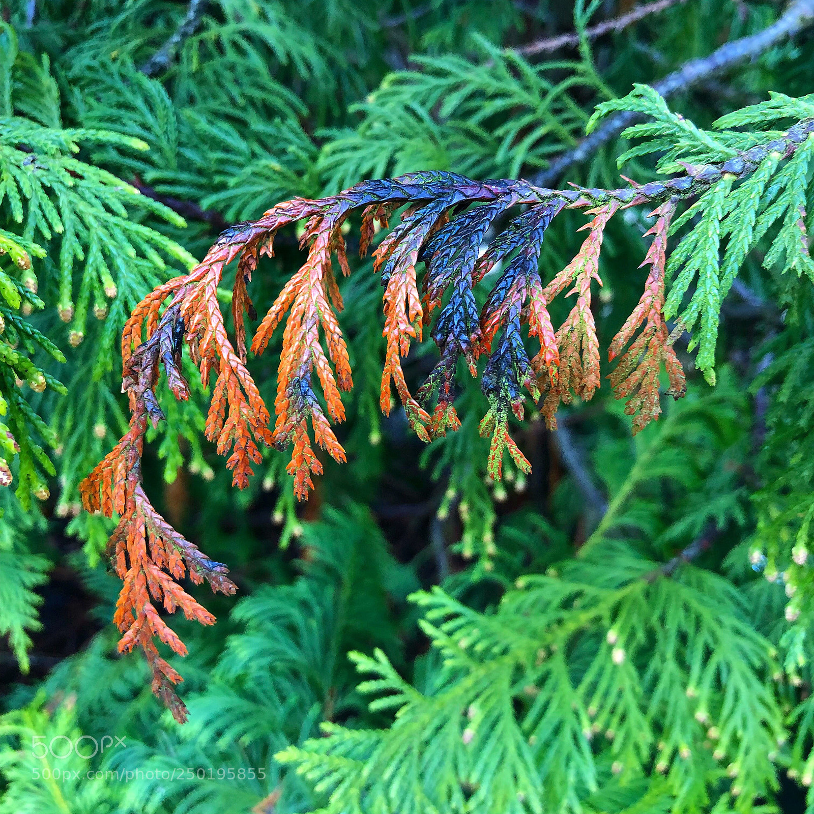 Apple iPhone 8 Plus sample photo. Naturalcolours photography