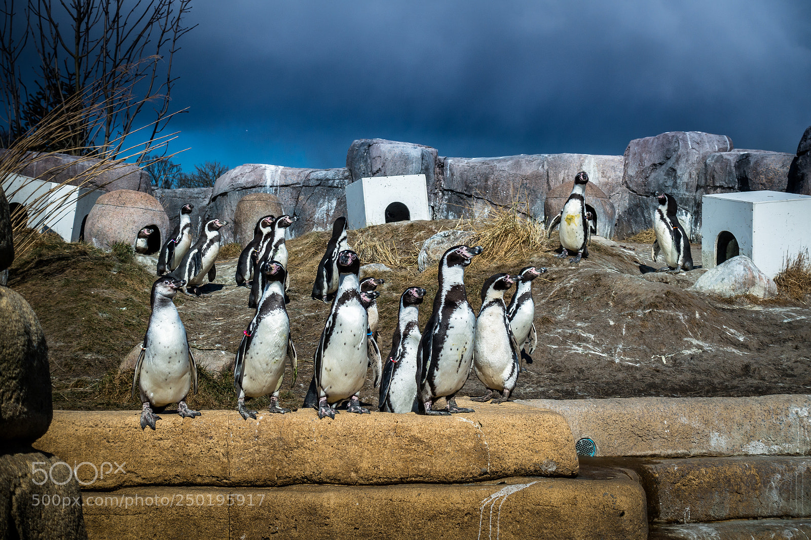 Sony Cyber-shot DSC-RX100 III sample photo. City of penguins photography