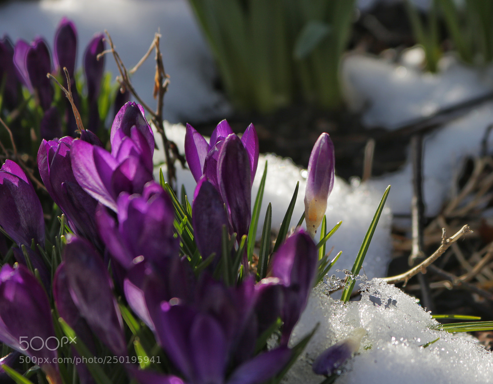 Canon EOS 750D (EOS Rebel T6i / EOS Kiss X8i) sample photo. Springbreak and snow photography