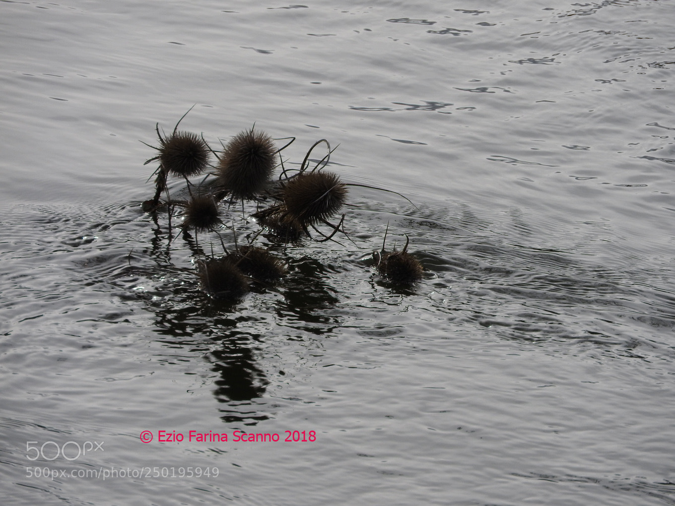 Nikon Coolpix P610 sample photo. In mezzo all'acqua photography