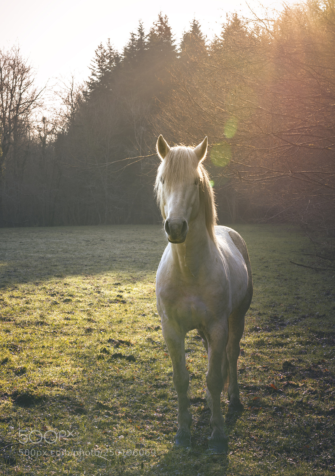 Nikon D5500 sample photo. White horse photography