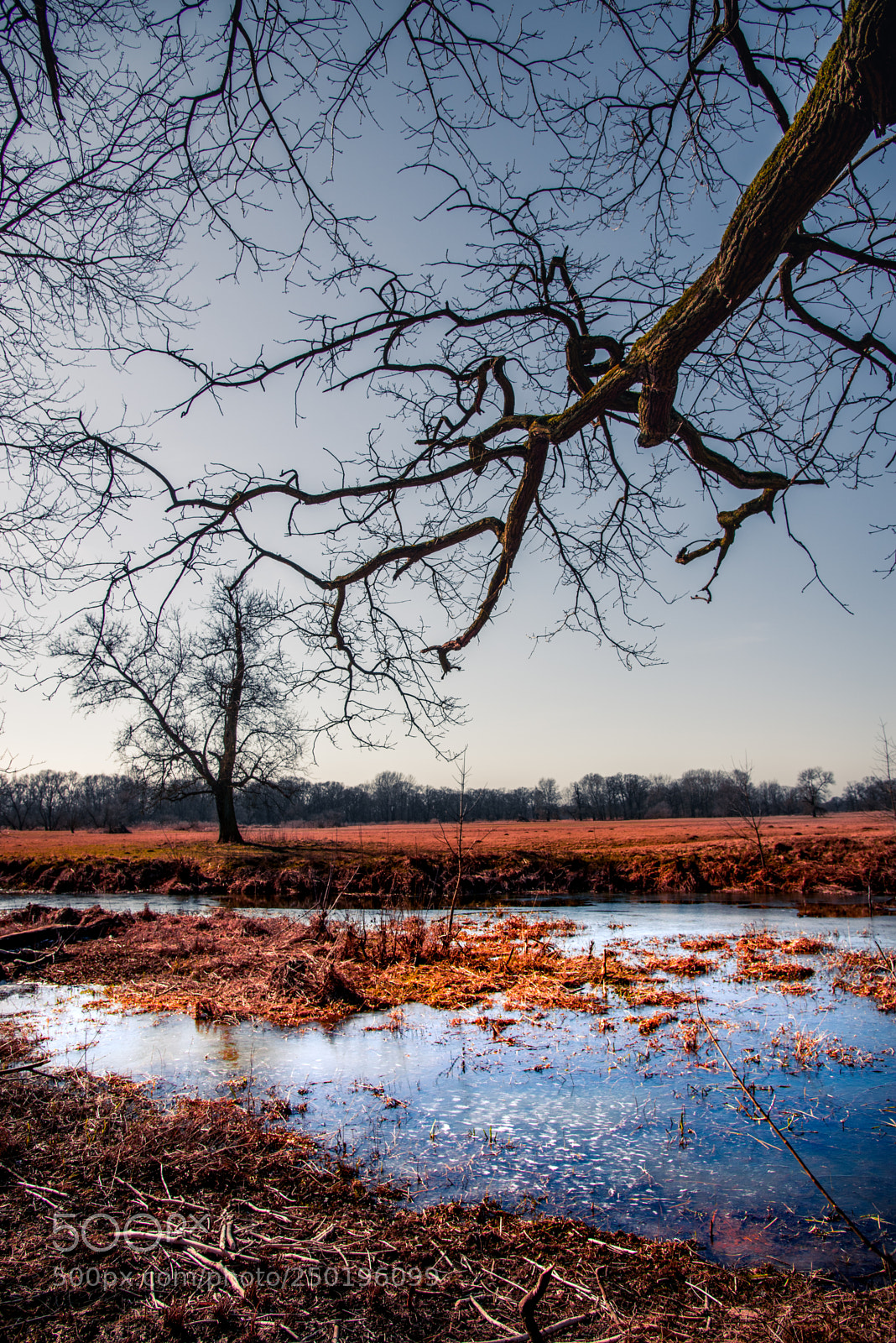 Nikon D610 sample photo. Oak photography
