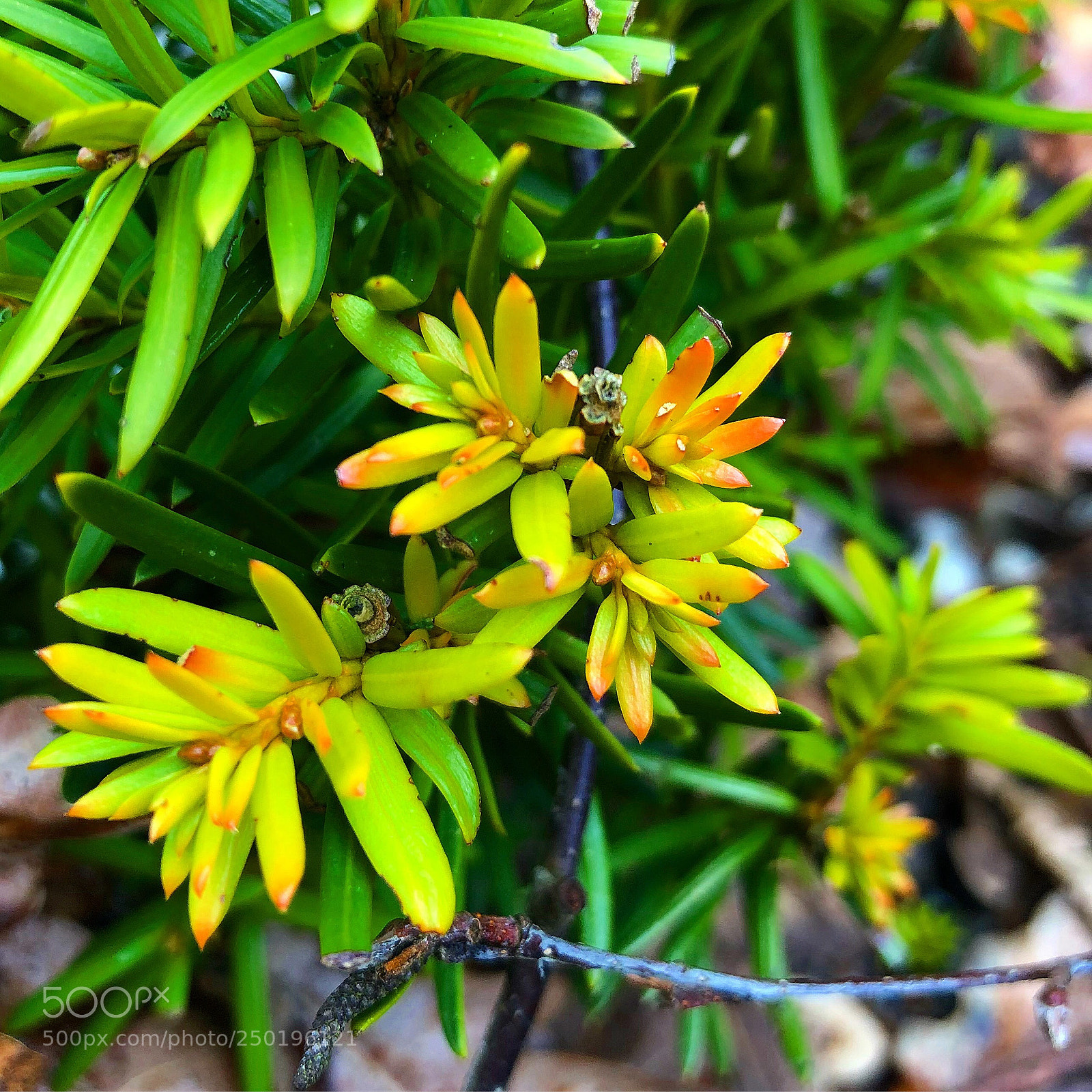 Apple iPhone 8 Plus sample photo. Beautifulcolours photography