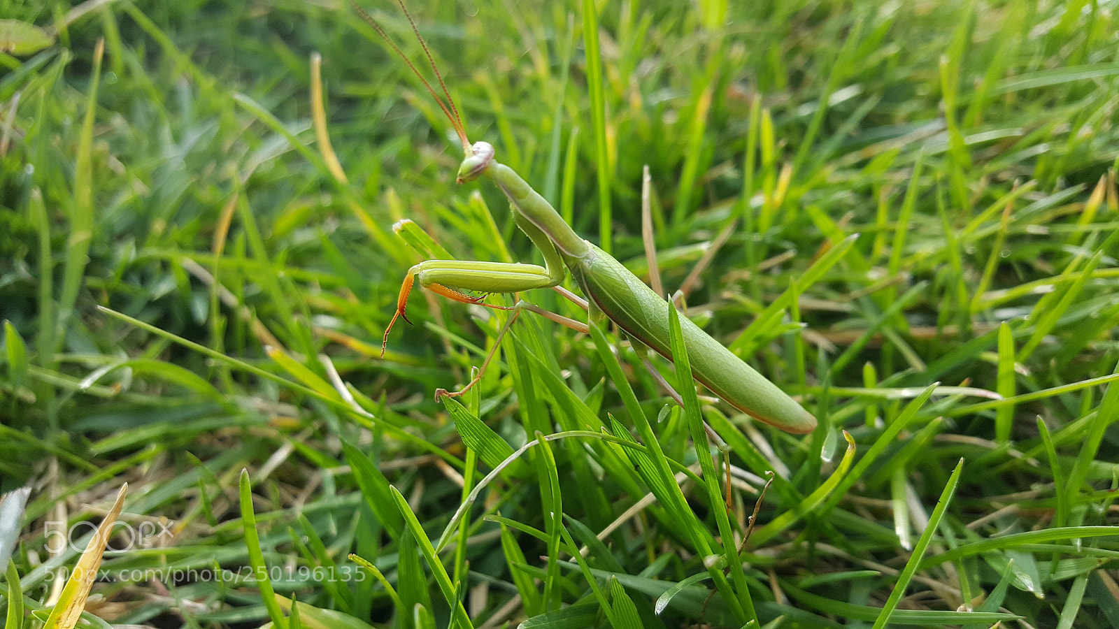 Samsung Galaxy Note5 sample photo. Praying mantis photography