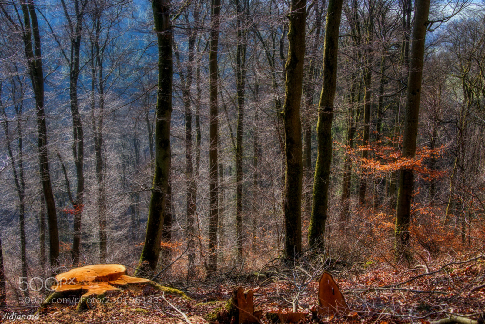 Nikon D610 sample photo. Renaissance photography