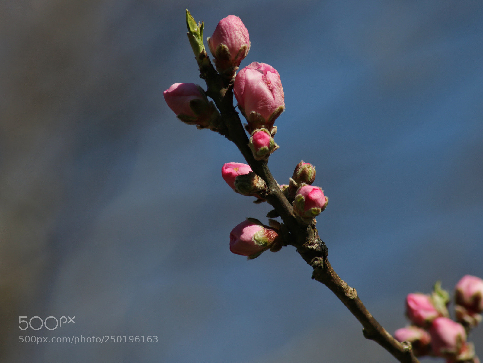 Canon EOS 750D (EOS Rebel T6i / EOS Kiss X8i) sample photo. Springblossom photography