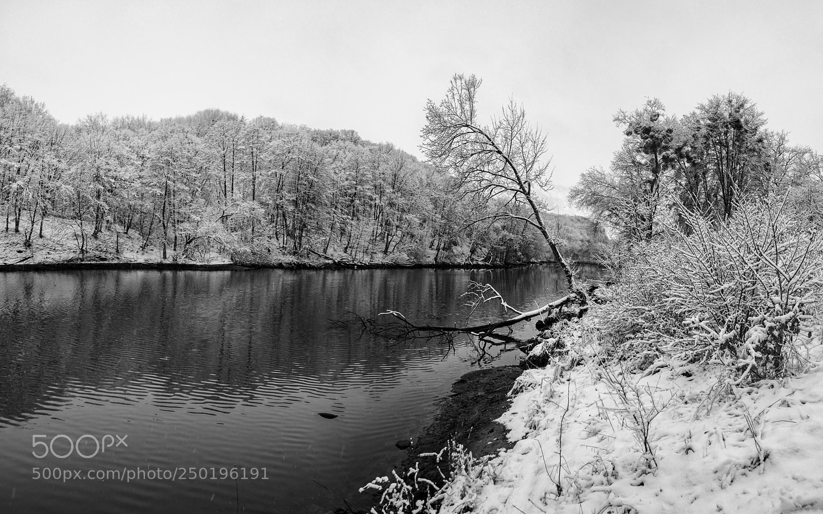 Nikon D800E sample photo. Black white winter photography