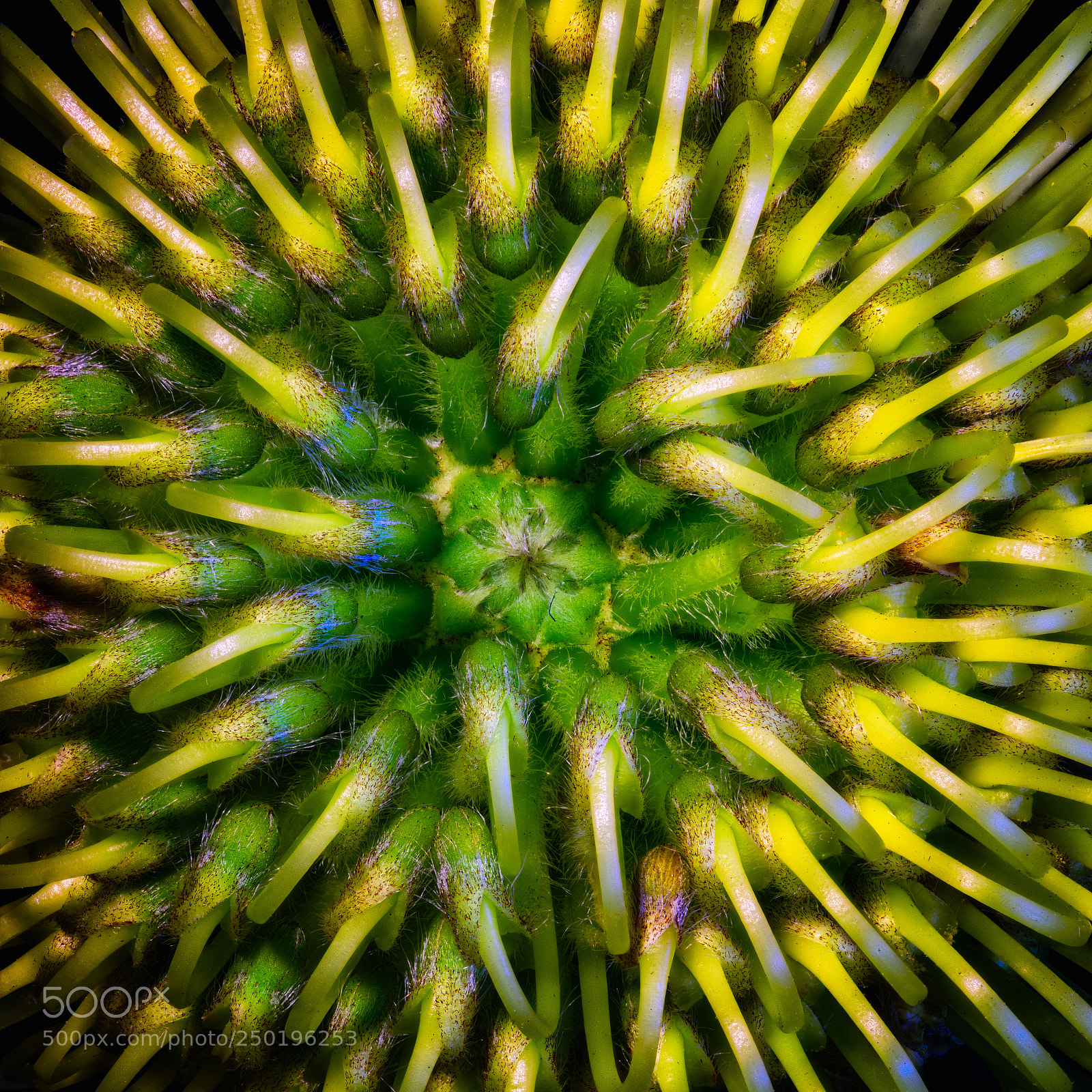 Nikon D810 sample photo. Protea internals photography